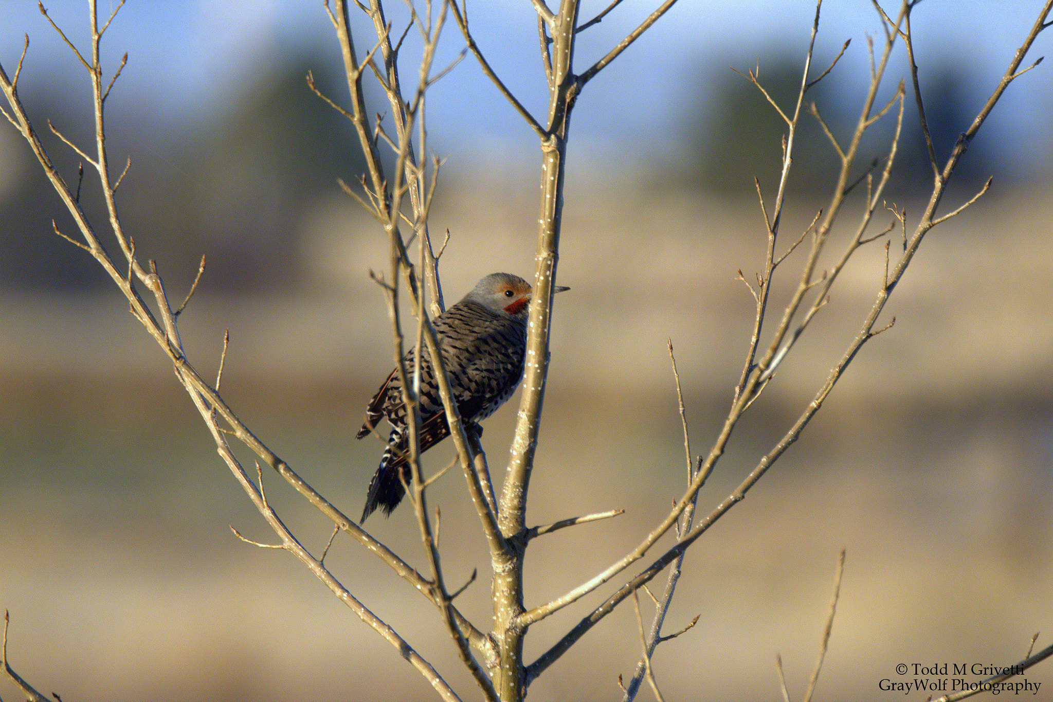Tamron SP 150-600mm F5-6.3 Di VC USD sample photo. Northern flicker photography