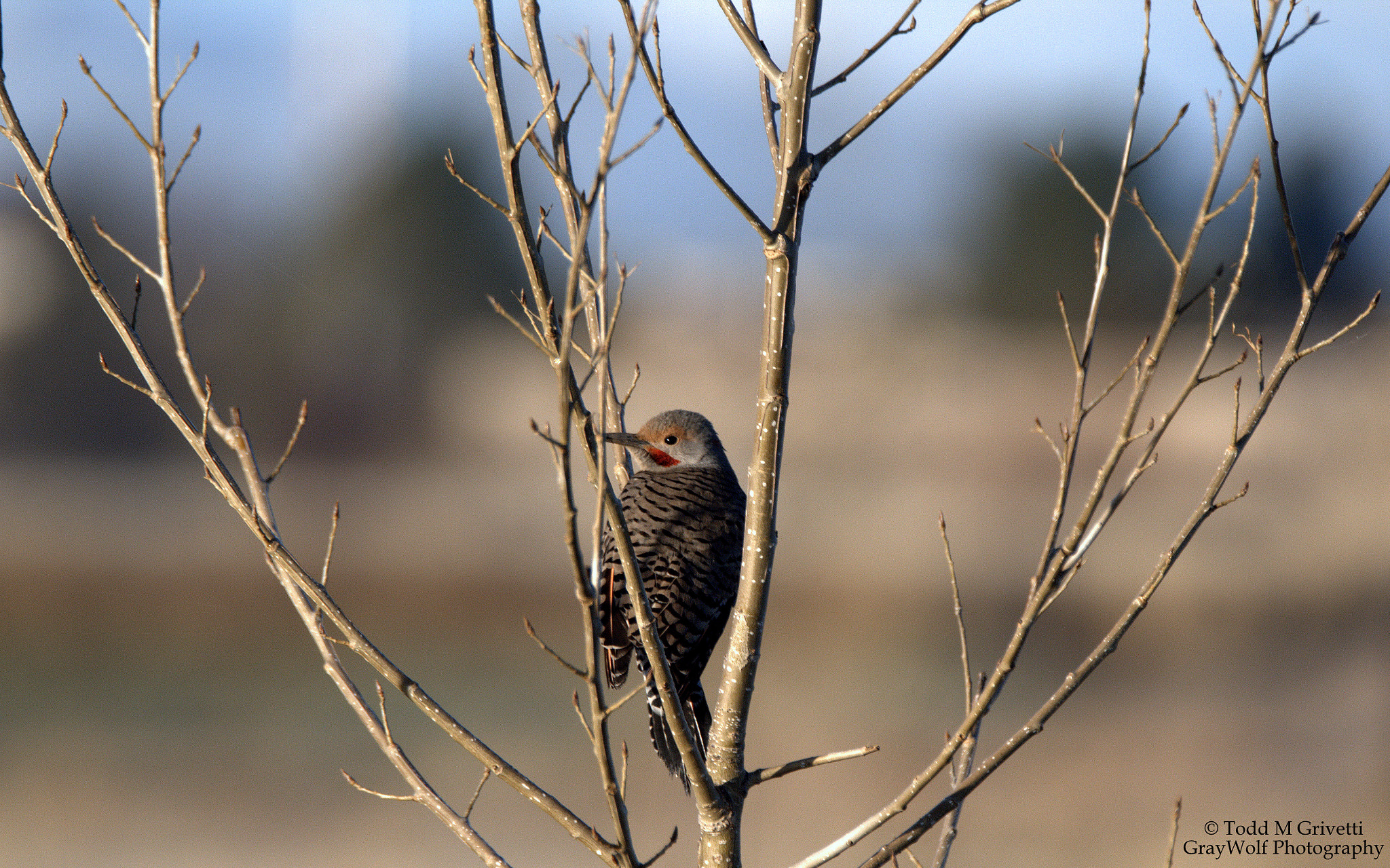 Tamron SP 150-600mm F5-6.3 Di VC USD sample photo. Looking back photography