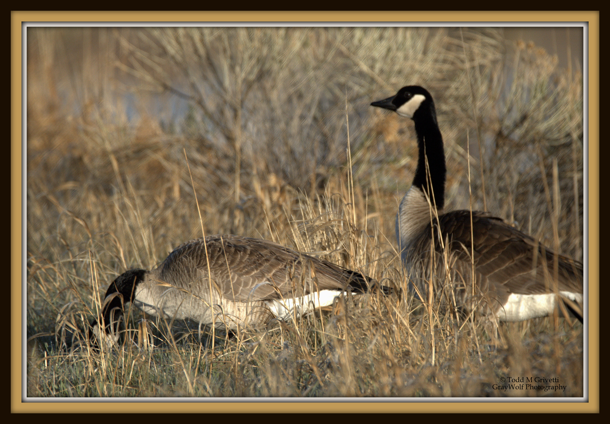 Tamron SP 150-600mm F5-6.3 Di VC USD sample photo. The couple photography