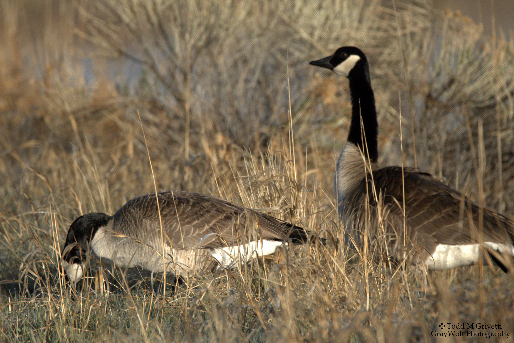 Tamron SP 150-600mm F5-6.3 Di VC USD sample photo. The couple - unframed photography