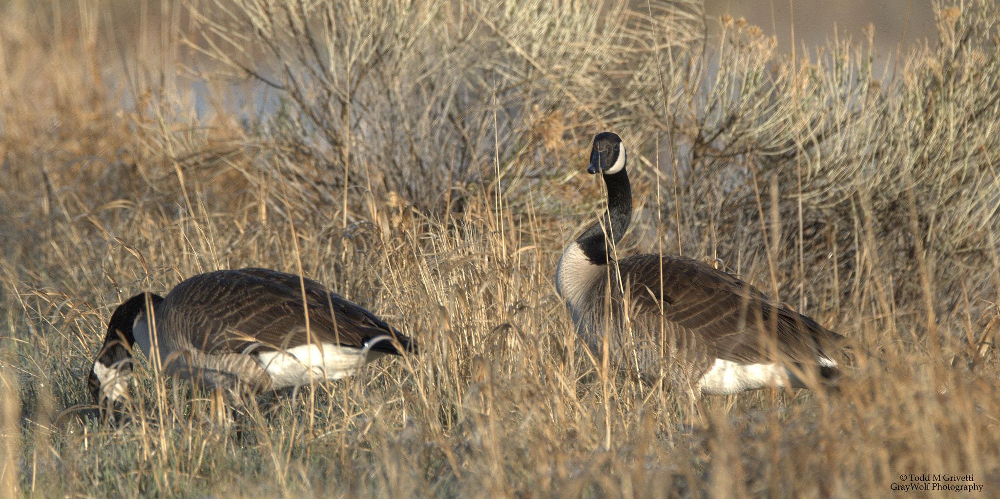 Tamron SP 150-600mm F5-6.3 Di VC USD sample photo. Traveling duo photography