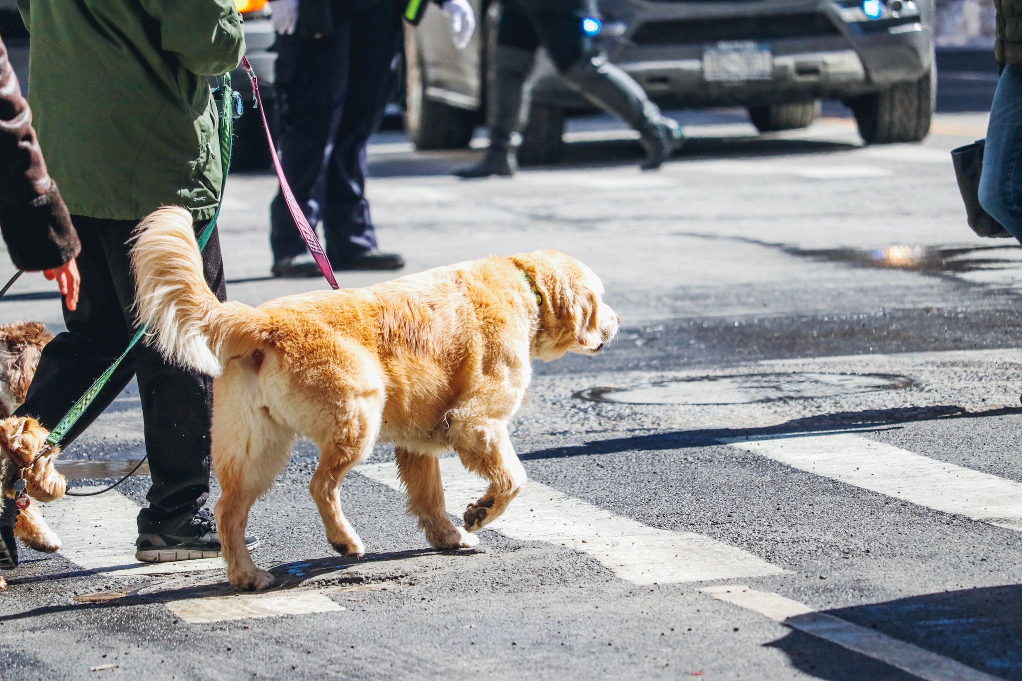 Canon EF-S 55-250mm F4-5.6 IS STM sample photo. The walk photography