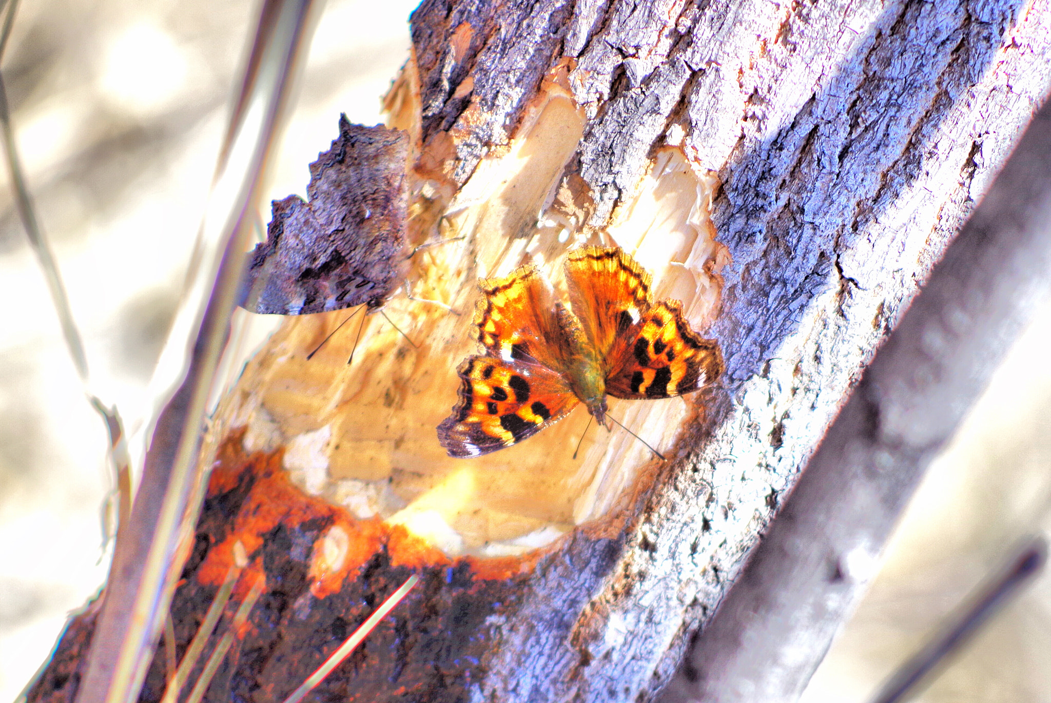 smc PENTAX-DA L 55-300mm F4-5.8 ED sample photo. Outdoors photography