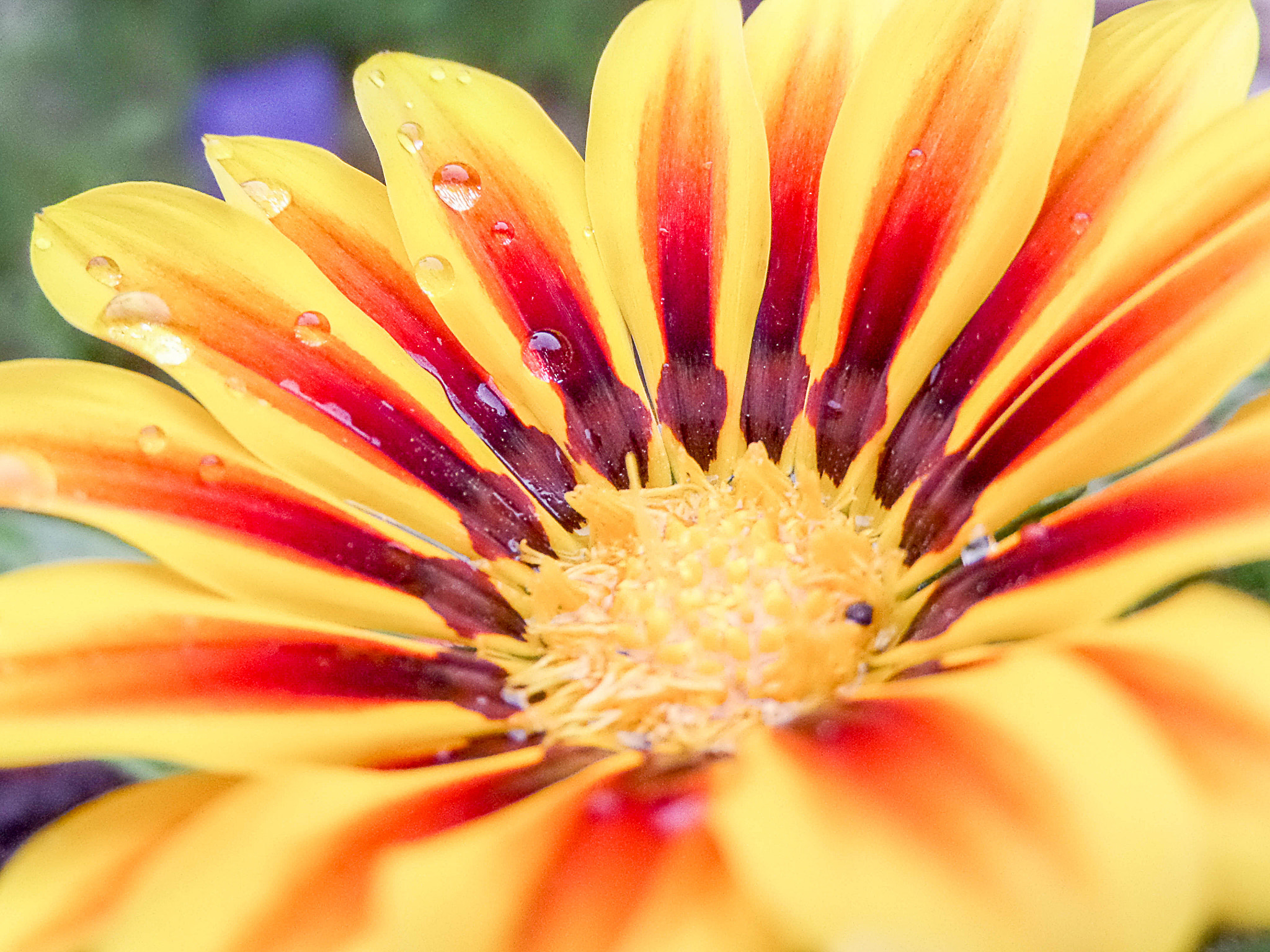 Samsung WB250F/WB251F/WB252F sample photo. Gazania rigens photography