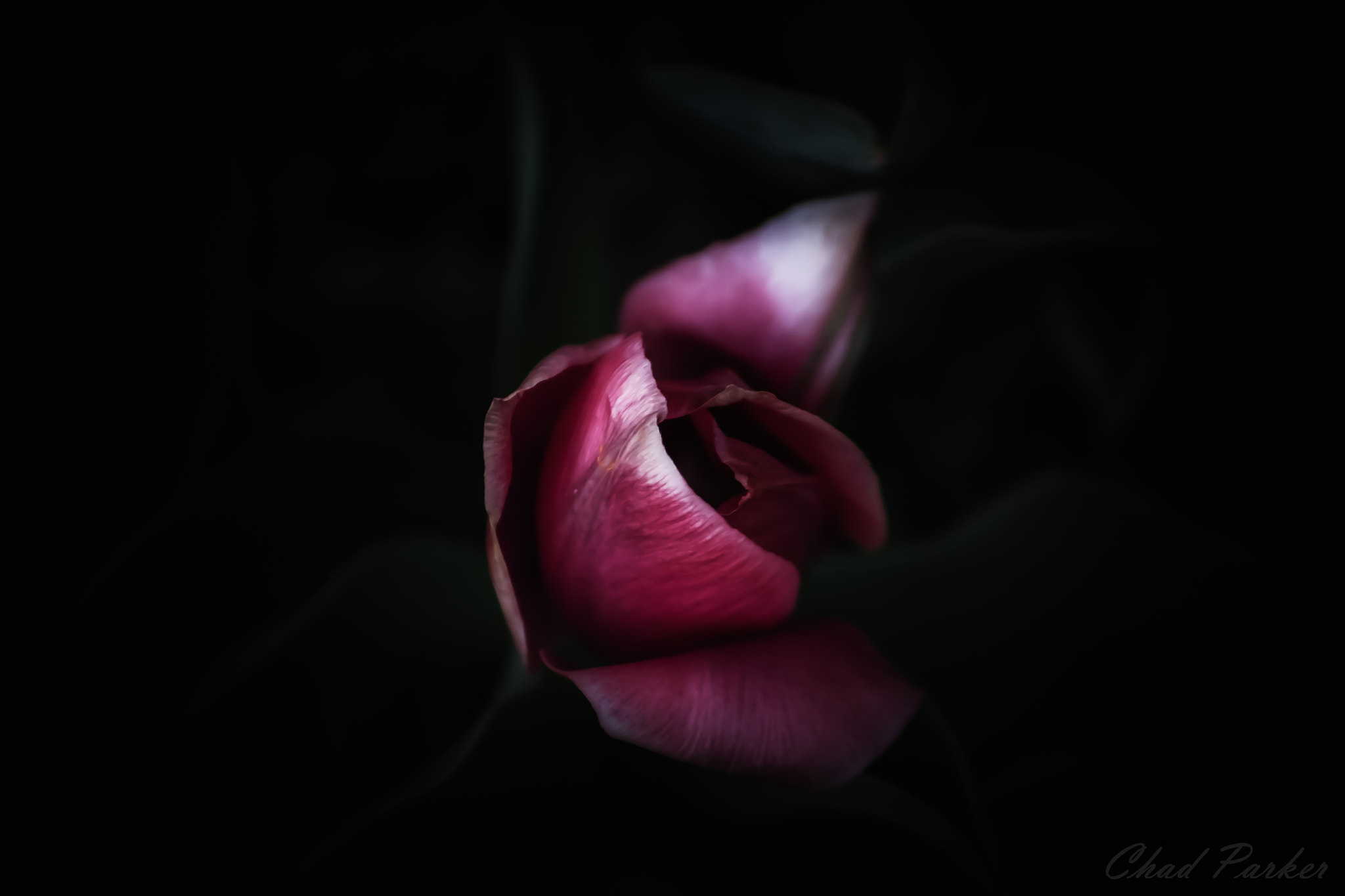 Canon EOS 7D + Canon EF 70-210mm f/4 sample photo. Low key tulip photography