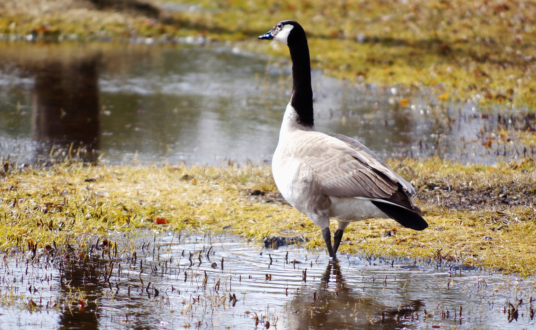 smc PENTAX-DA L 55-300mm F4-5.8 ED sample photo. Marsh photography