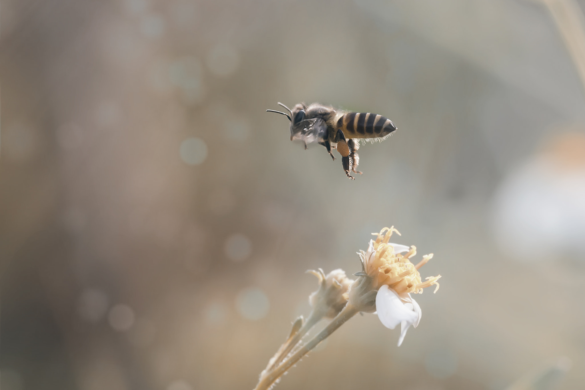 Nikon D7100 sample photo. Soft creamy bee photography