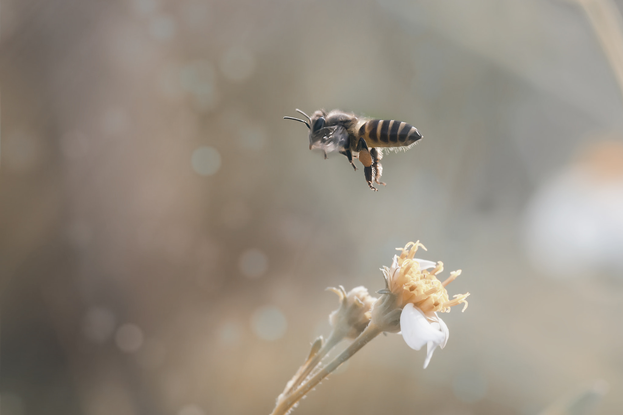 Nikon AF-S Micro-Nikkor 105mm F2.8G IF-ED VR sample photo. Soft creamy bee photography