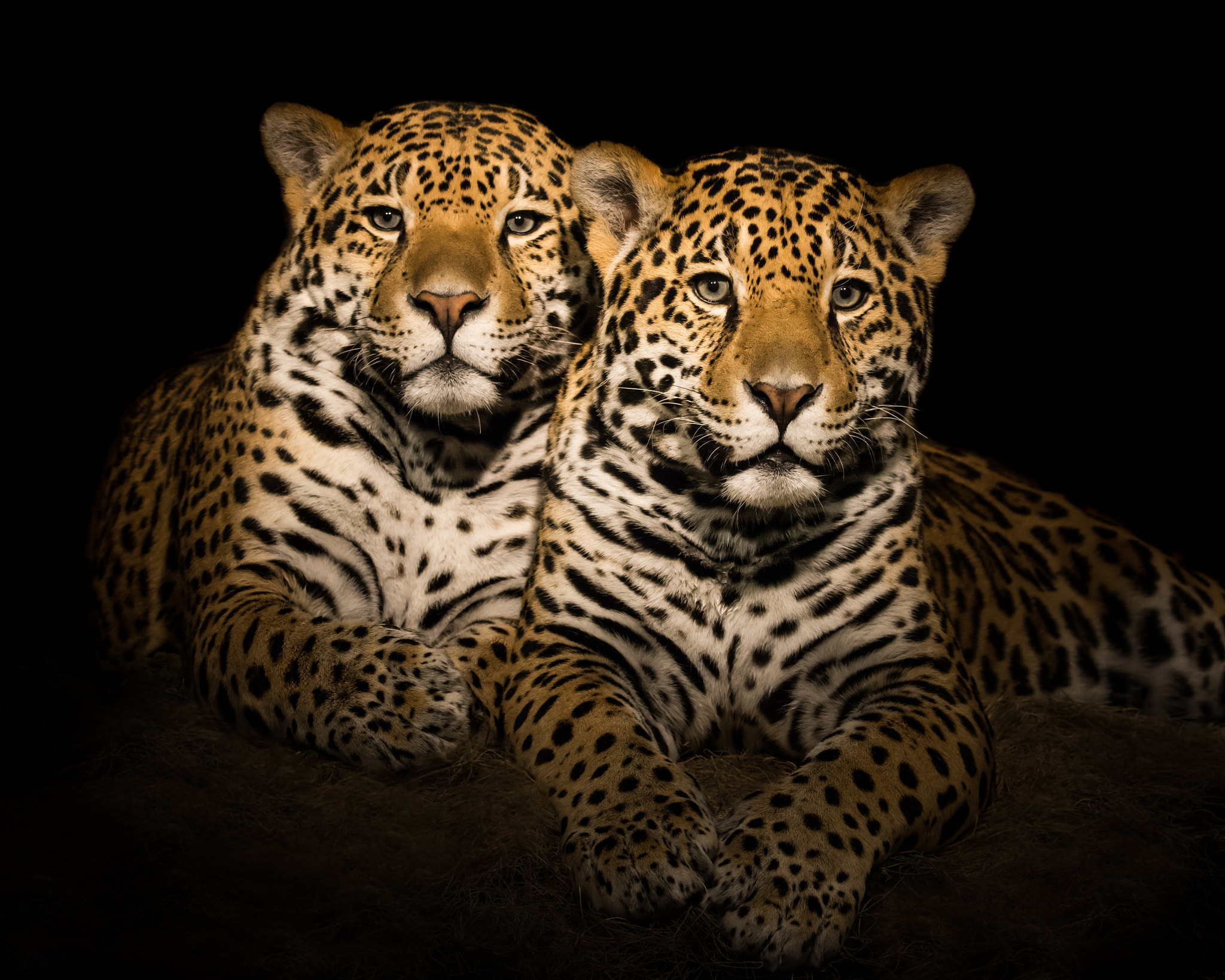 Nikon D800 sample photo. Jaguar pair v photography