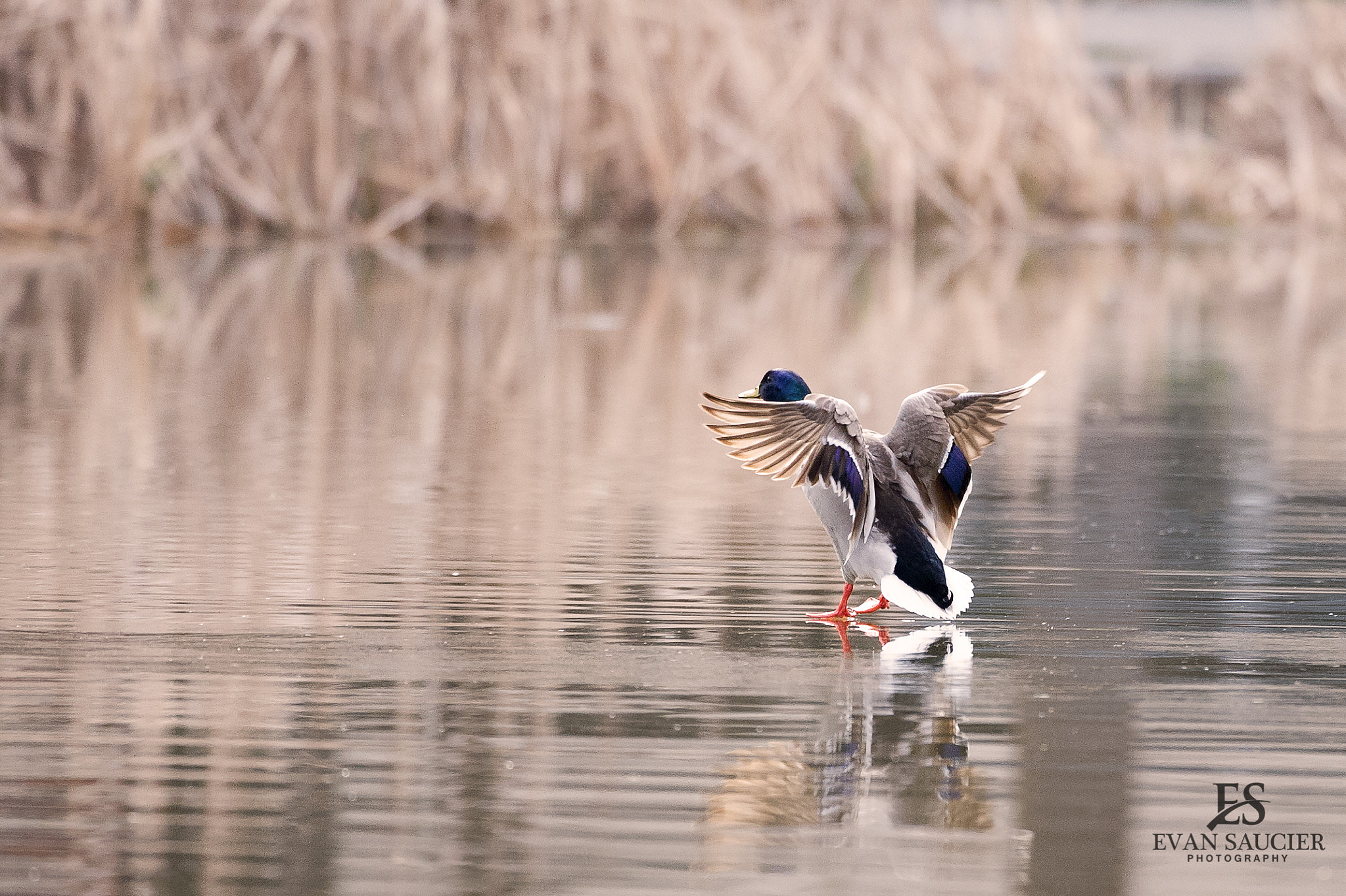 Nikon D3S sample photo. Larry learns to fly photography