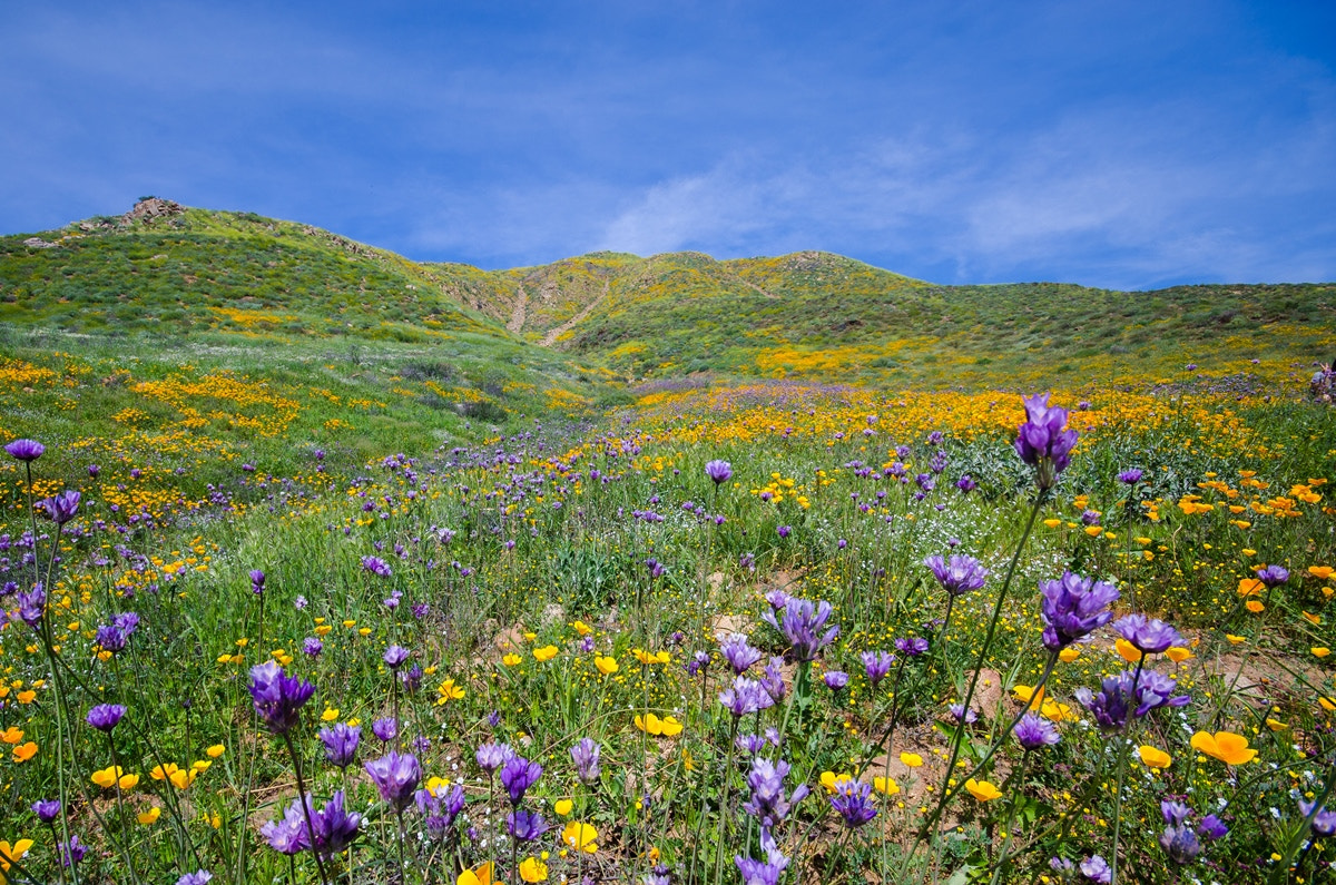 Nikon D7000 + Sigma 10-20mm F4-5.6 EX DC HSM sample photo. California wildflowers photography