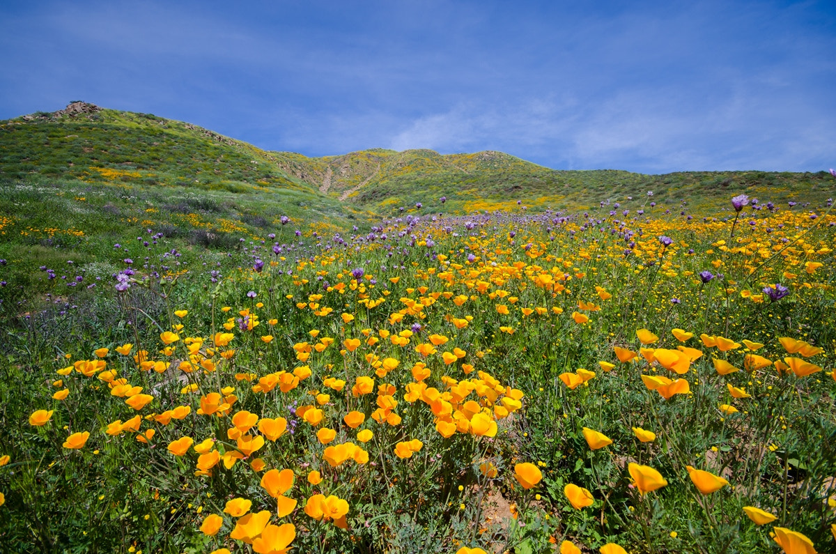 Sigma 10-20mm F4-5.6 EX DC HSM sample photo. California wildflowers photography