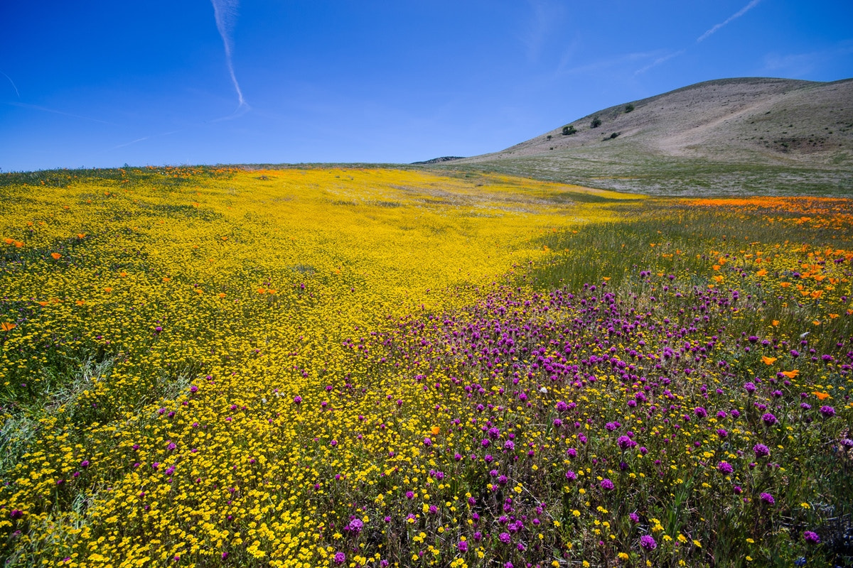 Sigma 10-20mm F4-5.6 EX DC HSM sample photo. California wildflowers photography