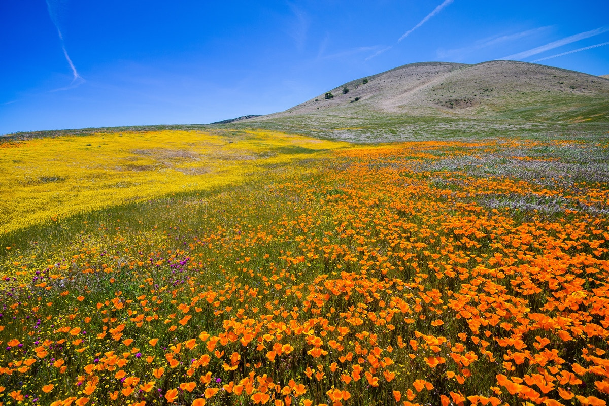 Sigma 10-20mm F4-5.6 EX DC HSM sample photo. California wildflowers photography