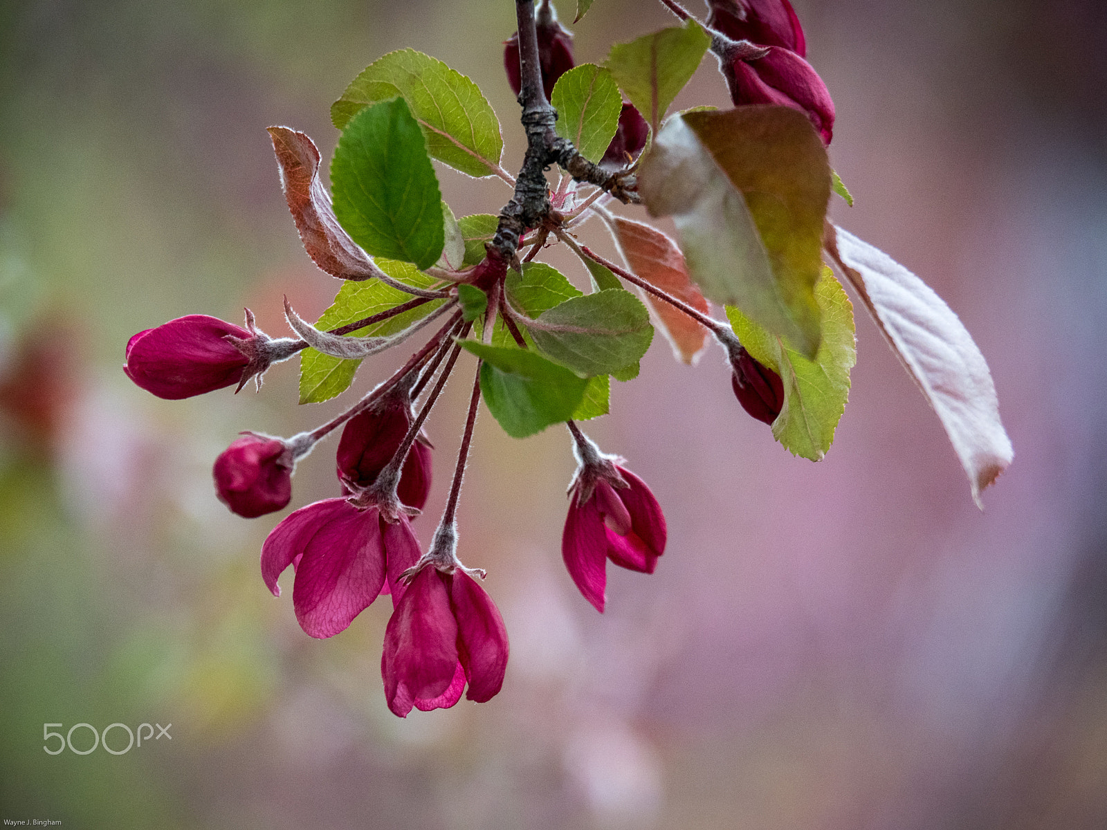 Olympus OM-D E-M1 Mark II sample photo. Red buds photography