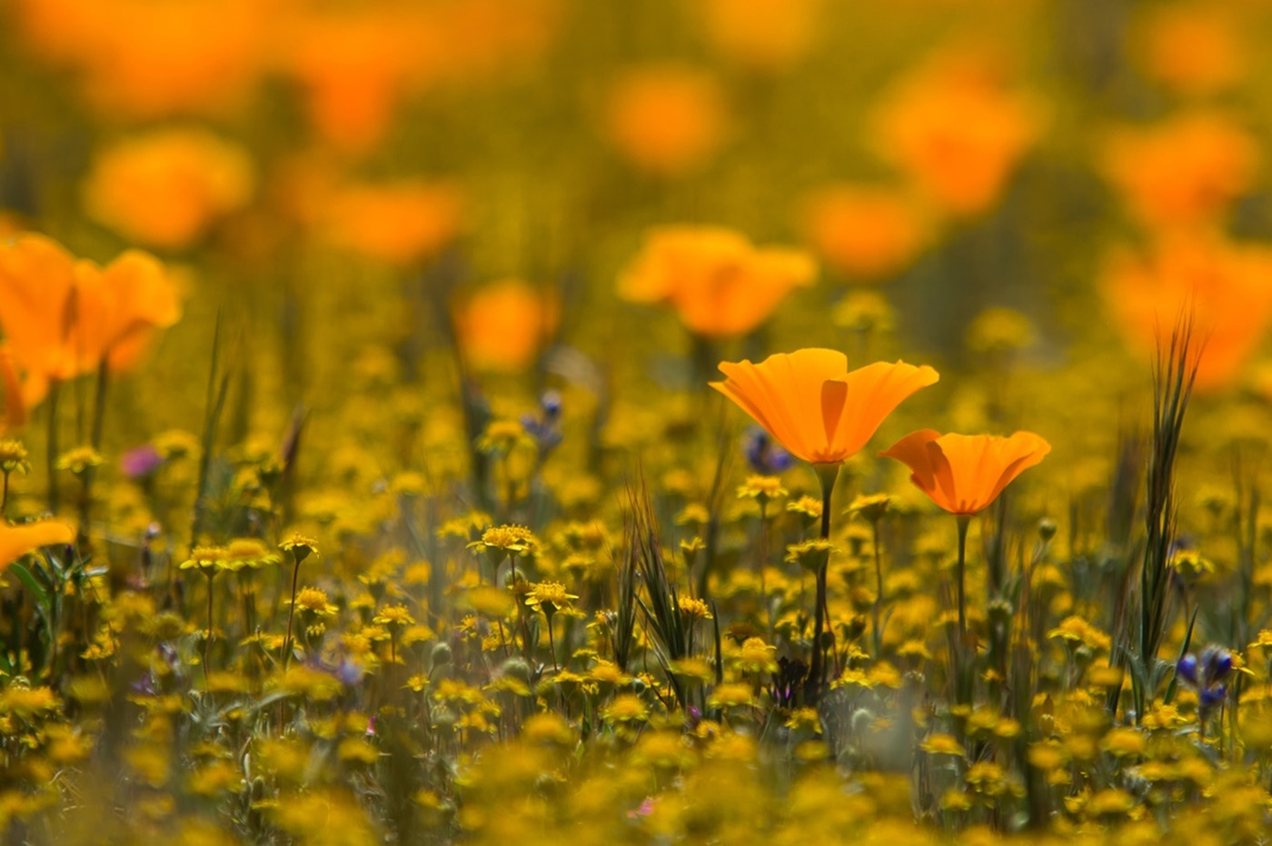 Sigma 70-200mm F2.8 EX DG Macro HSM II sample photo. California wildflowers photography