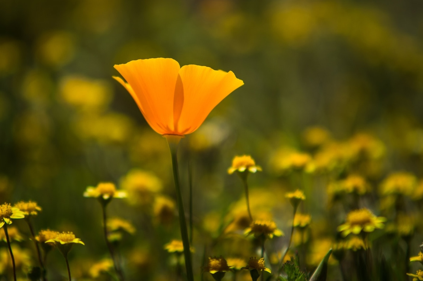 Nikon D3200 + Sigma 70-200mm F2.8 EX DG Macro HSM II sample photo. California wildflowers photography