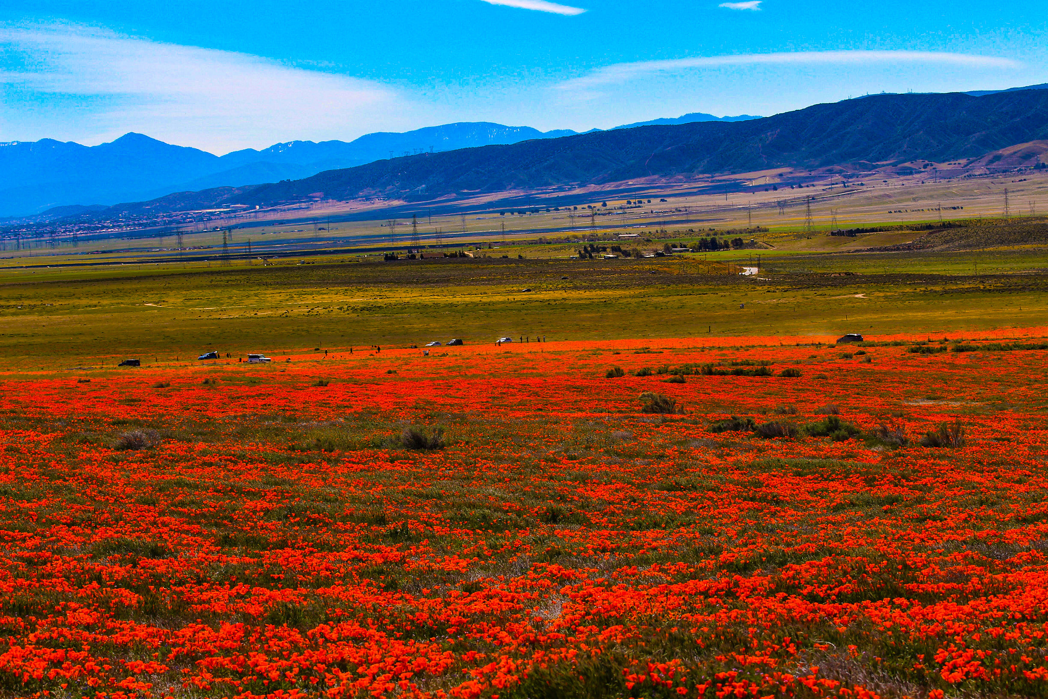 Canon EOS 700D (EOS Rebel T5i / EOS Kiss X7i) sample photo. Poppy flowers photography