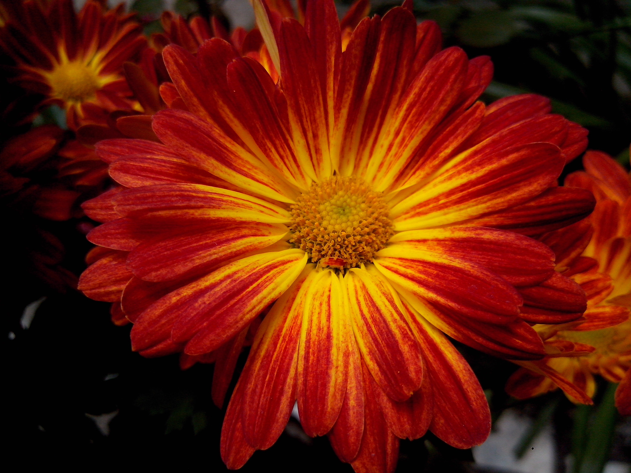Motorola RAZR D3 sample photo. Flor photography