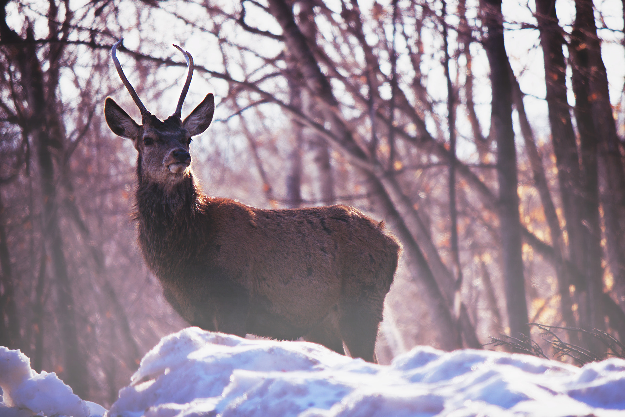 Canon EF-S 55-250mm F4-5.6 IS II sample photo. Foggy deer photography