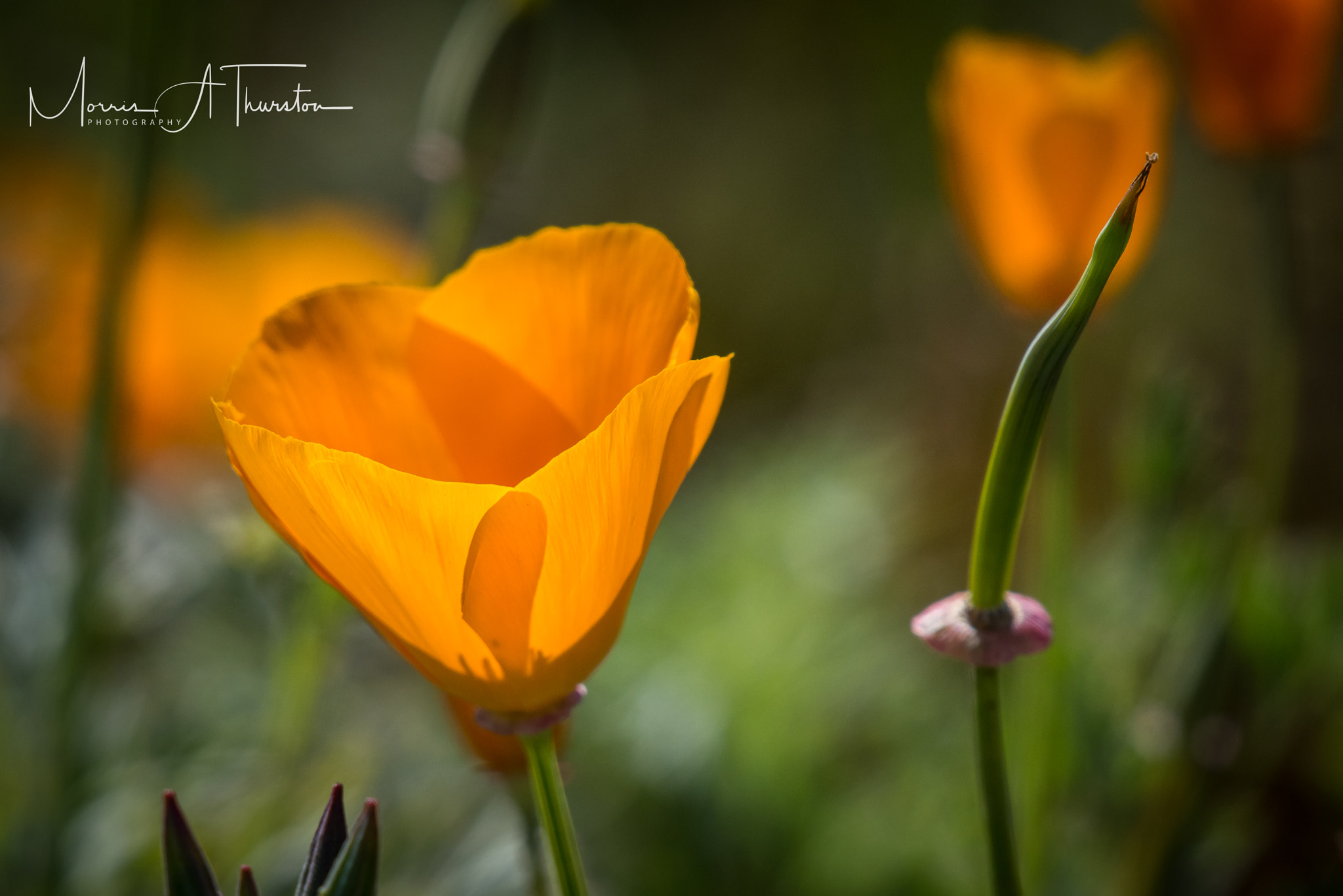 Nikon D810 sample photo. Illuminated california poppies photography
