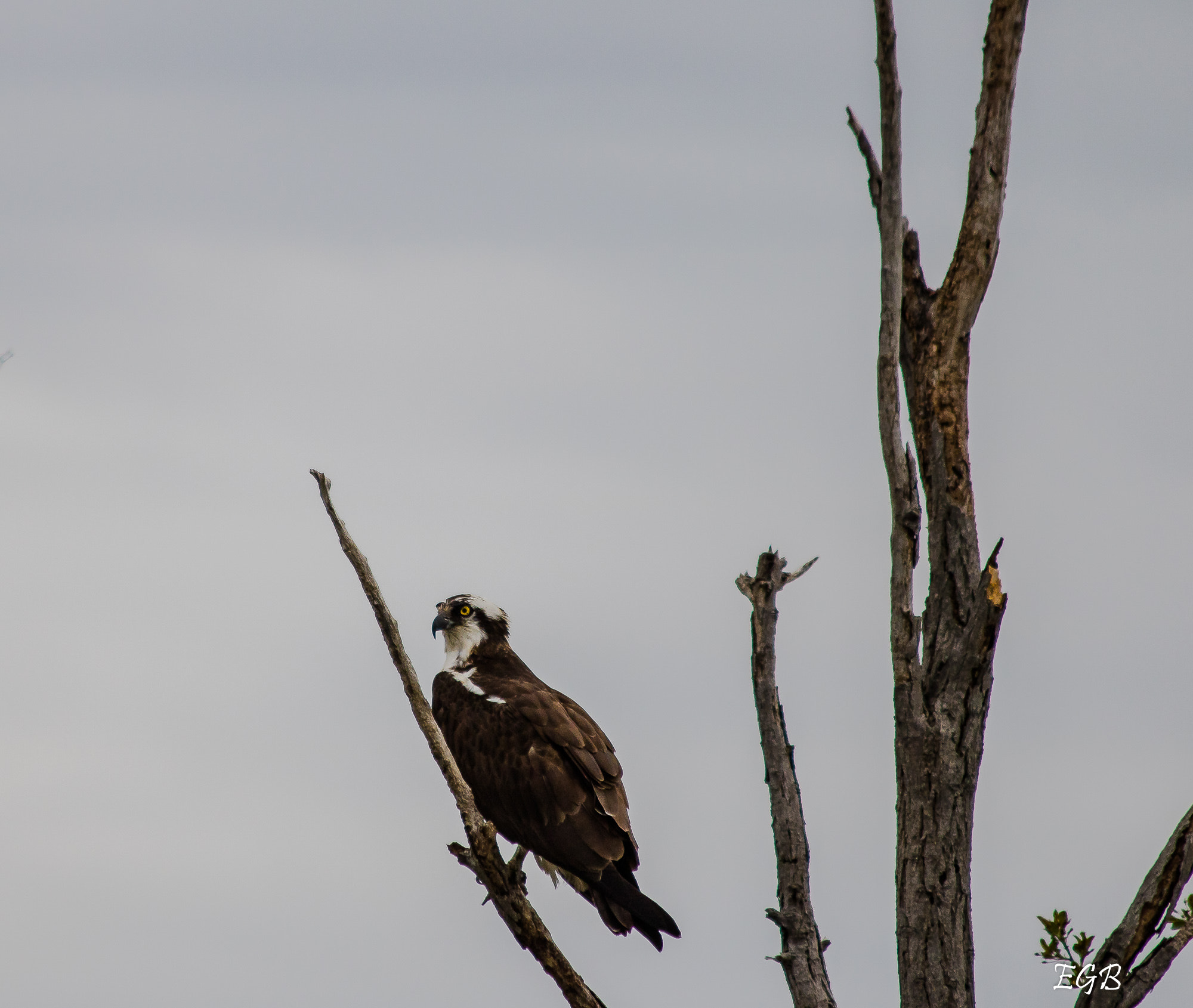 Canon EF 70-300mm F4-5.6 IS USM sample photo. Osprey photography