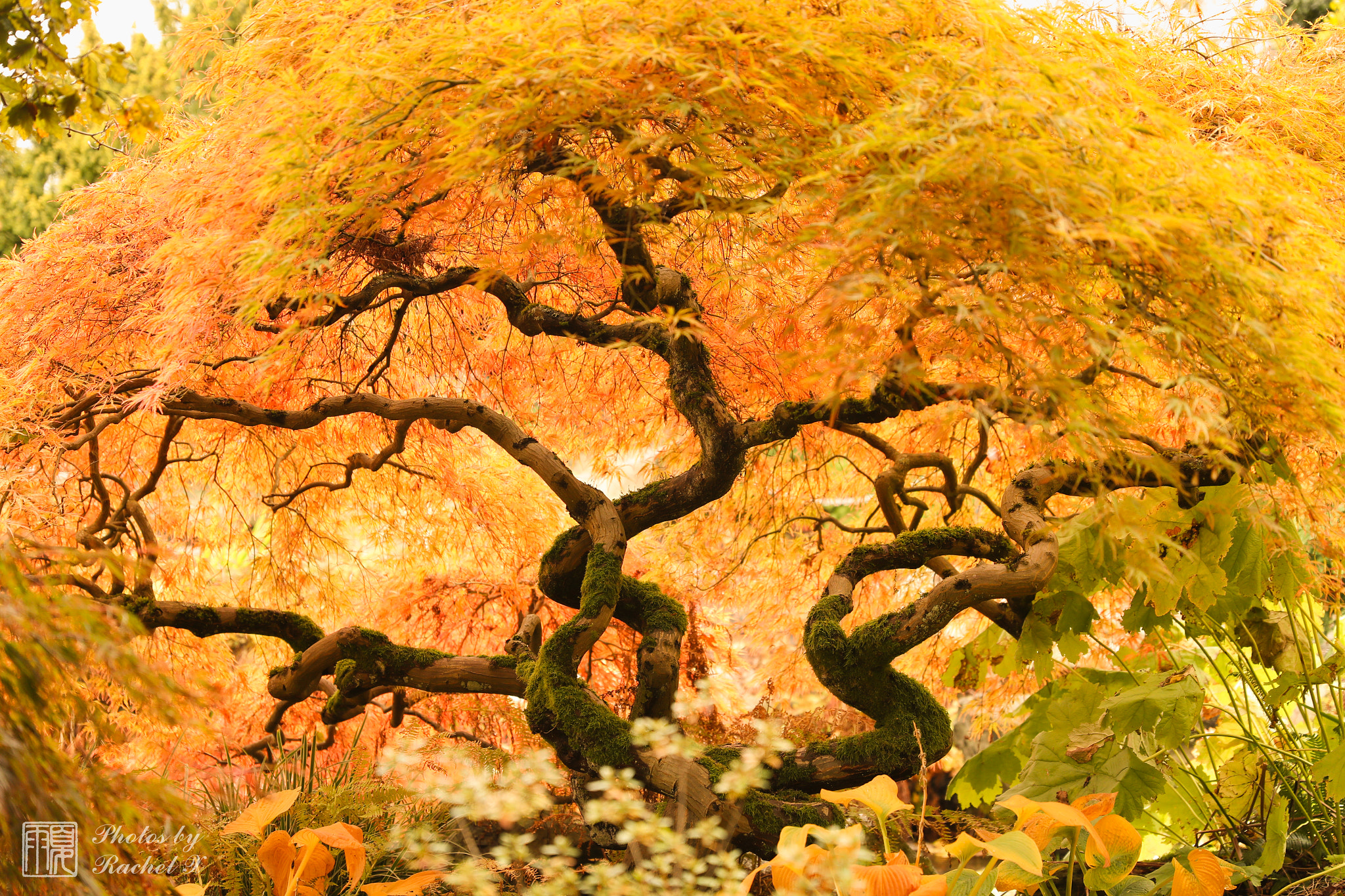 Canon EF 24-70mm F2.8L II USM sample photo. Golden tree photography