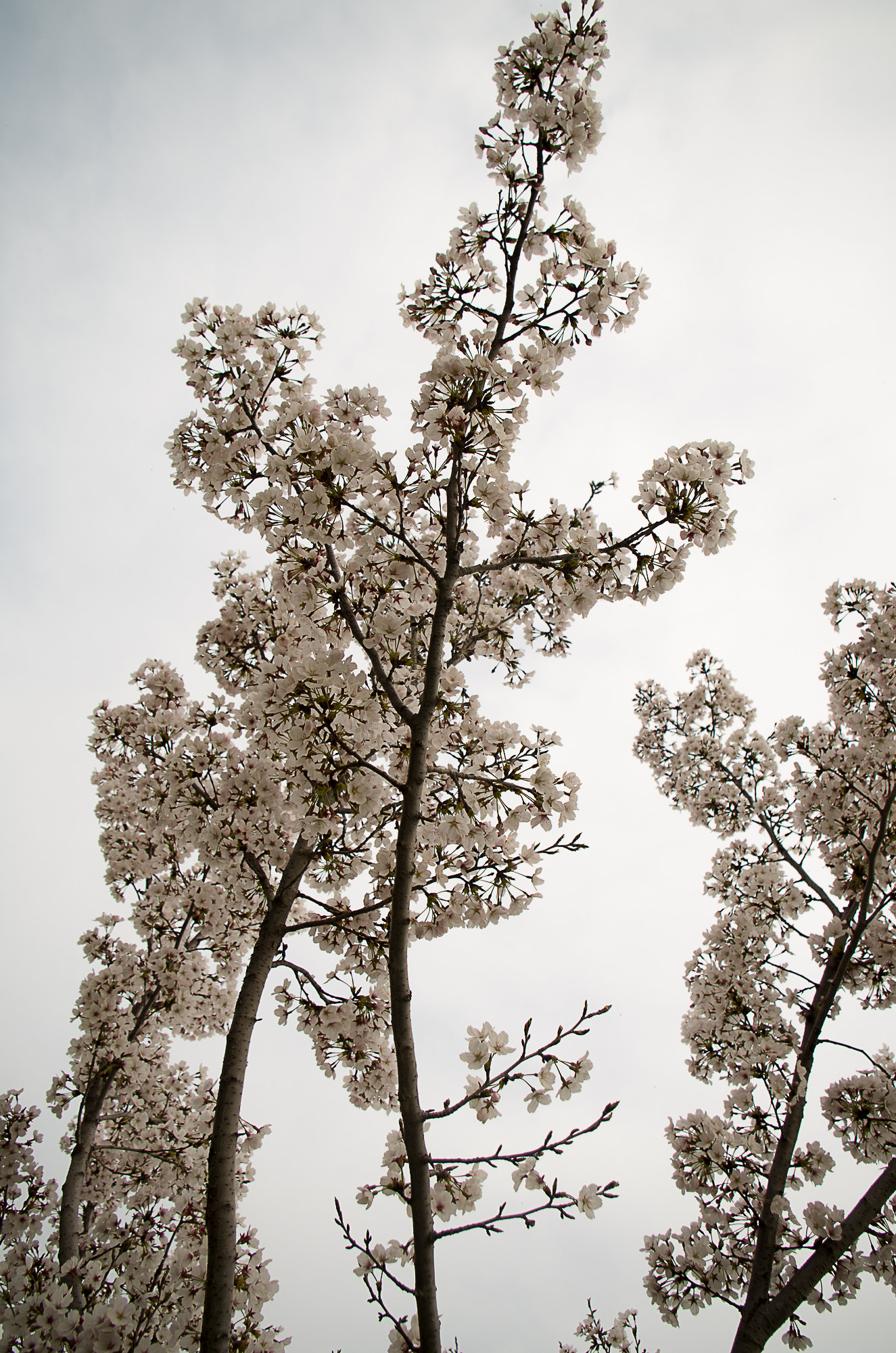 Pentax K-50 sample photo