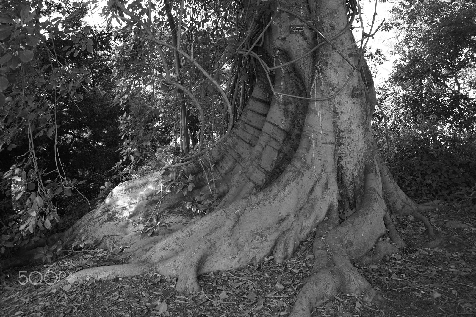 Sony SLT-A65 (SLT-A65V) + Sony DT 18-55mm F3.5-5.6 SAM sample photo. Fig roots photography