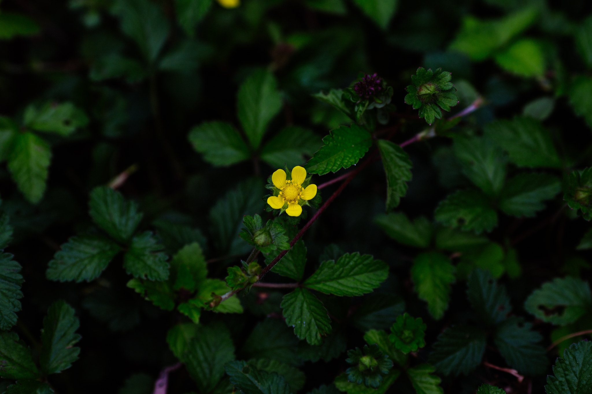 Canon EOS 6D + Canon EF 135mm F2L USM sample photo. Yellow flower photography