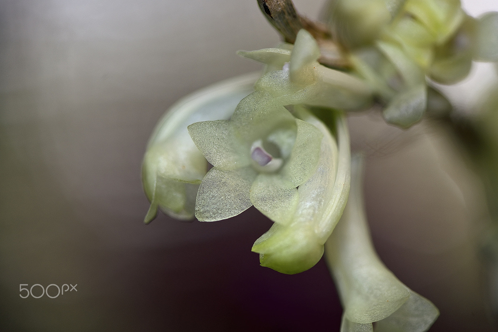 Nikon AF-S Micro-Nikkor 105mm F2.8G IF-ED VR sample photo. Orchid flower close-up photography