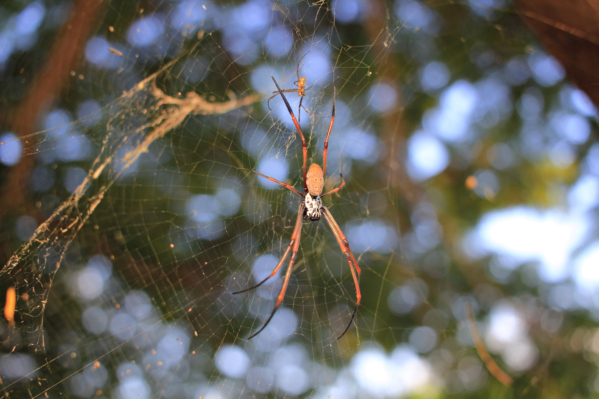 Canon EF-S 24mm F2.8 STM sample photo. Beautiful guest photography