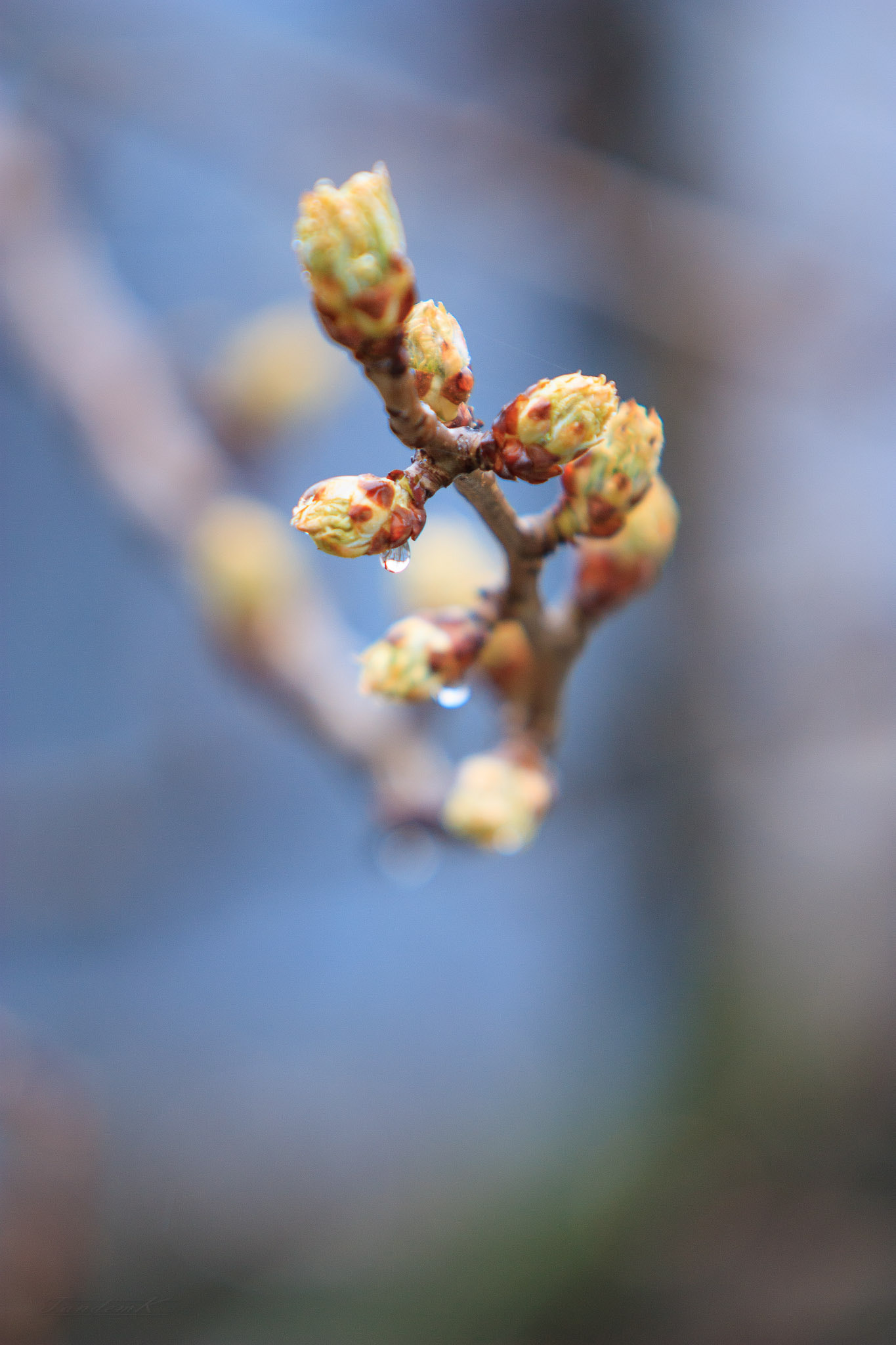 Canon EOS 450D (EOS Rebel XSi / EOS Kiss X2) sample photo. New drops photography