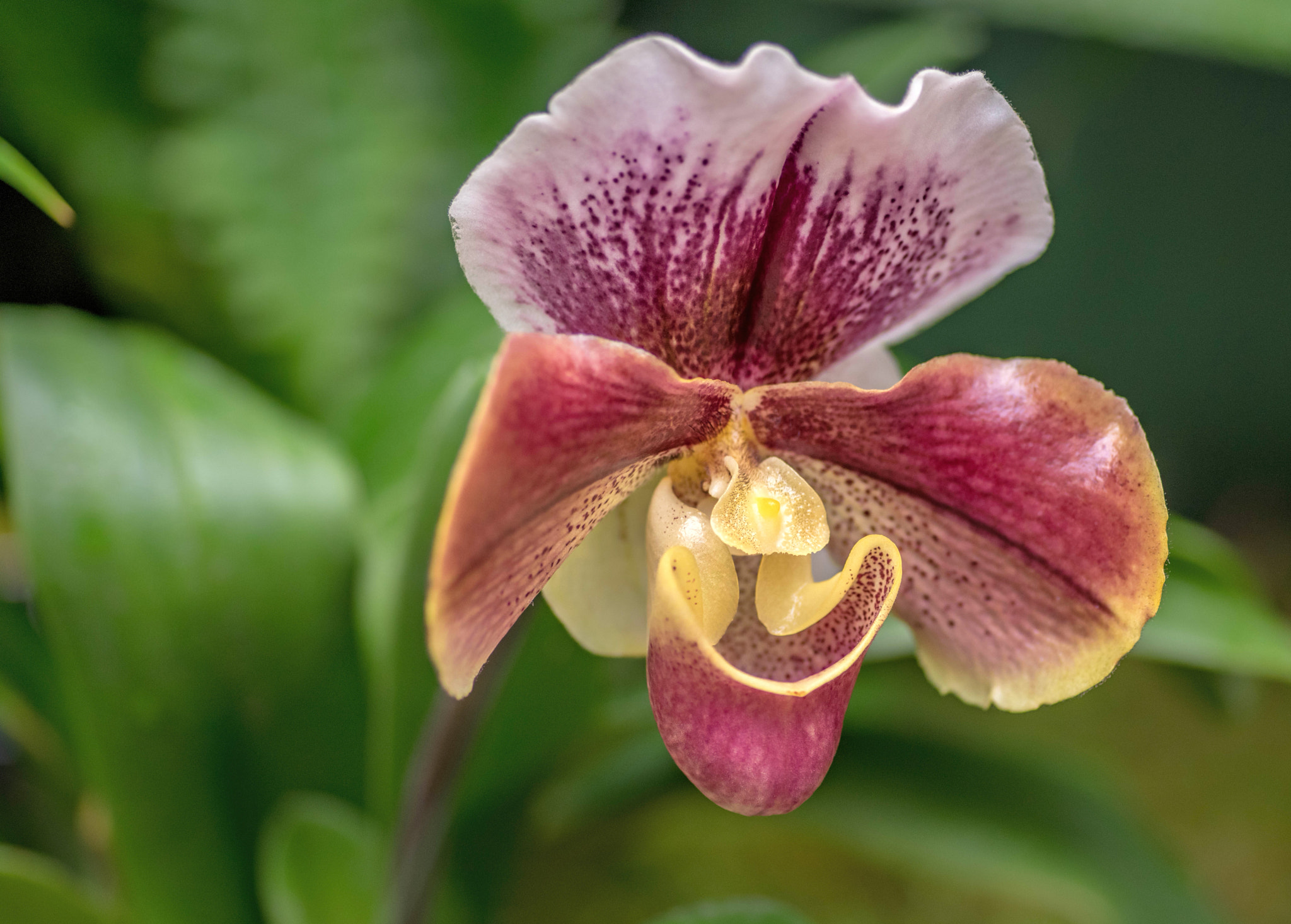 Pentax smc D-FA 100mm F2.8 Macro WR sample photo. Orchids photography