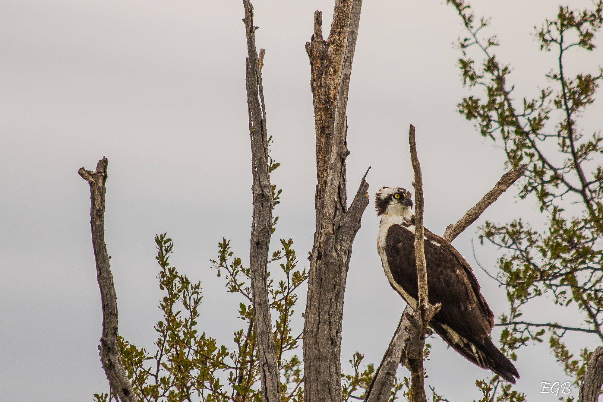 Canon EF 70-300mm F4-5.6 IS USM sample photo. On the look out photography