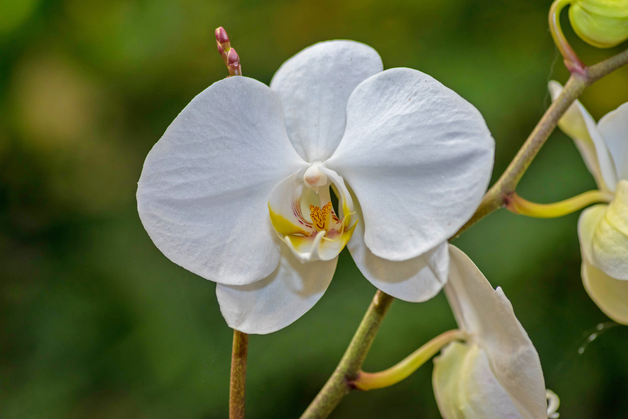 Pentax K-1 sample photo. Orchids photography