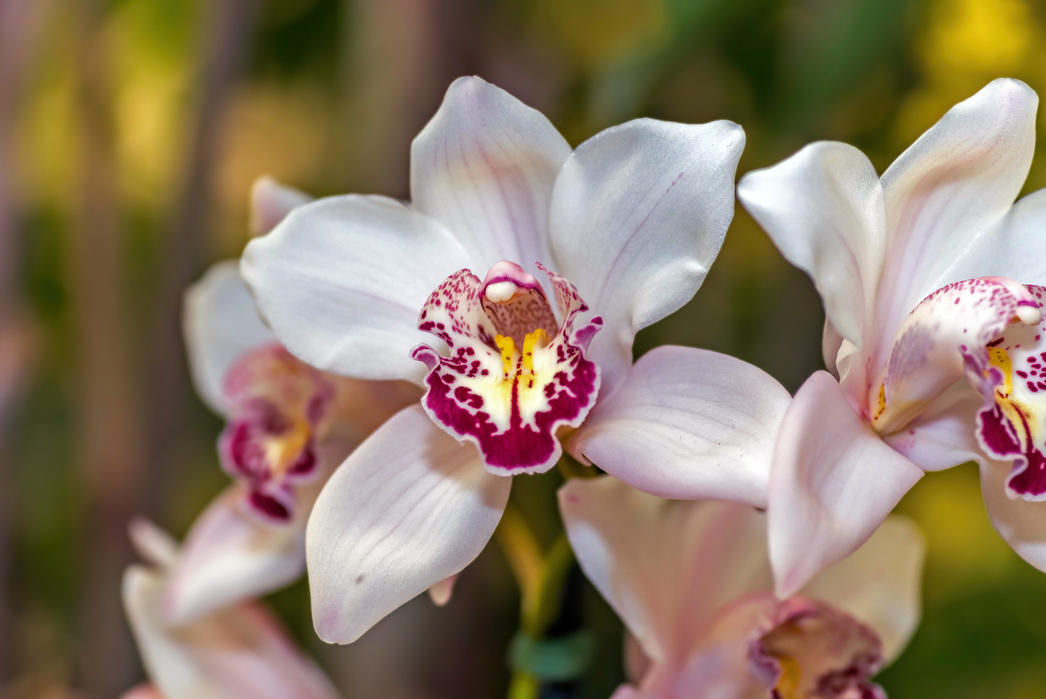 Pentax K-1 sample photo. Orchids photography