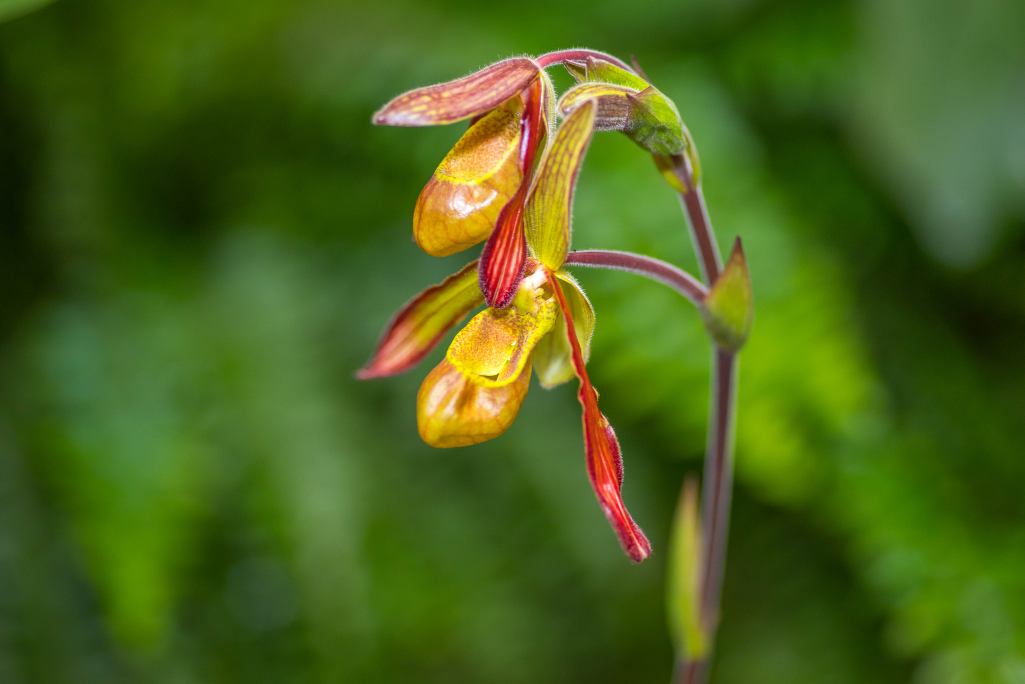 Pentax K-1 sample photo. Orchids photography