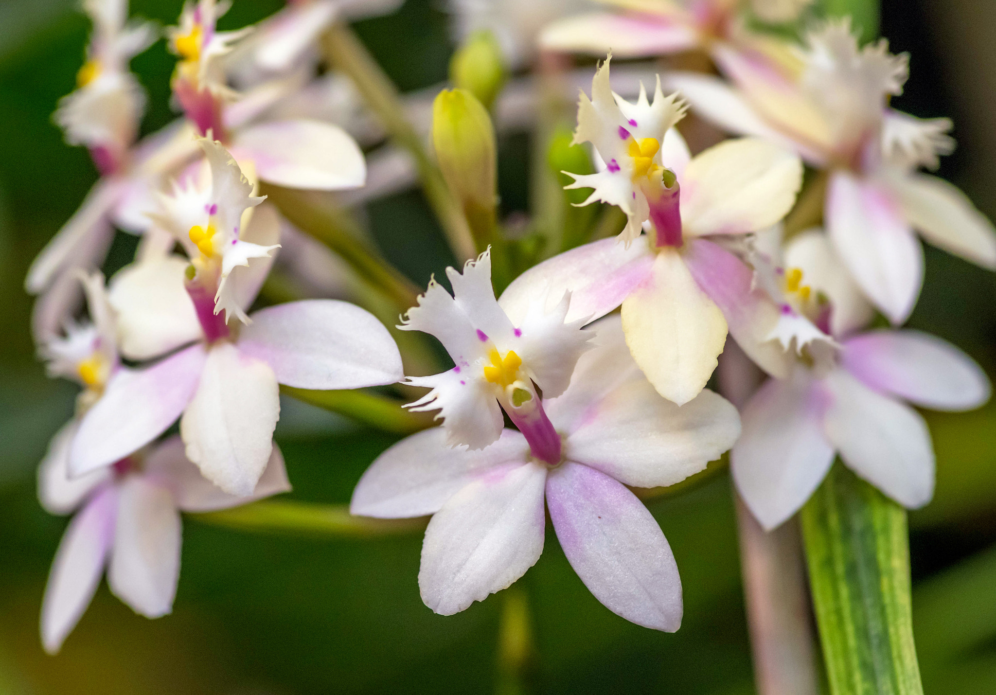 Pentax K-1 sample photo. Orchids photography