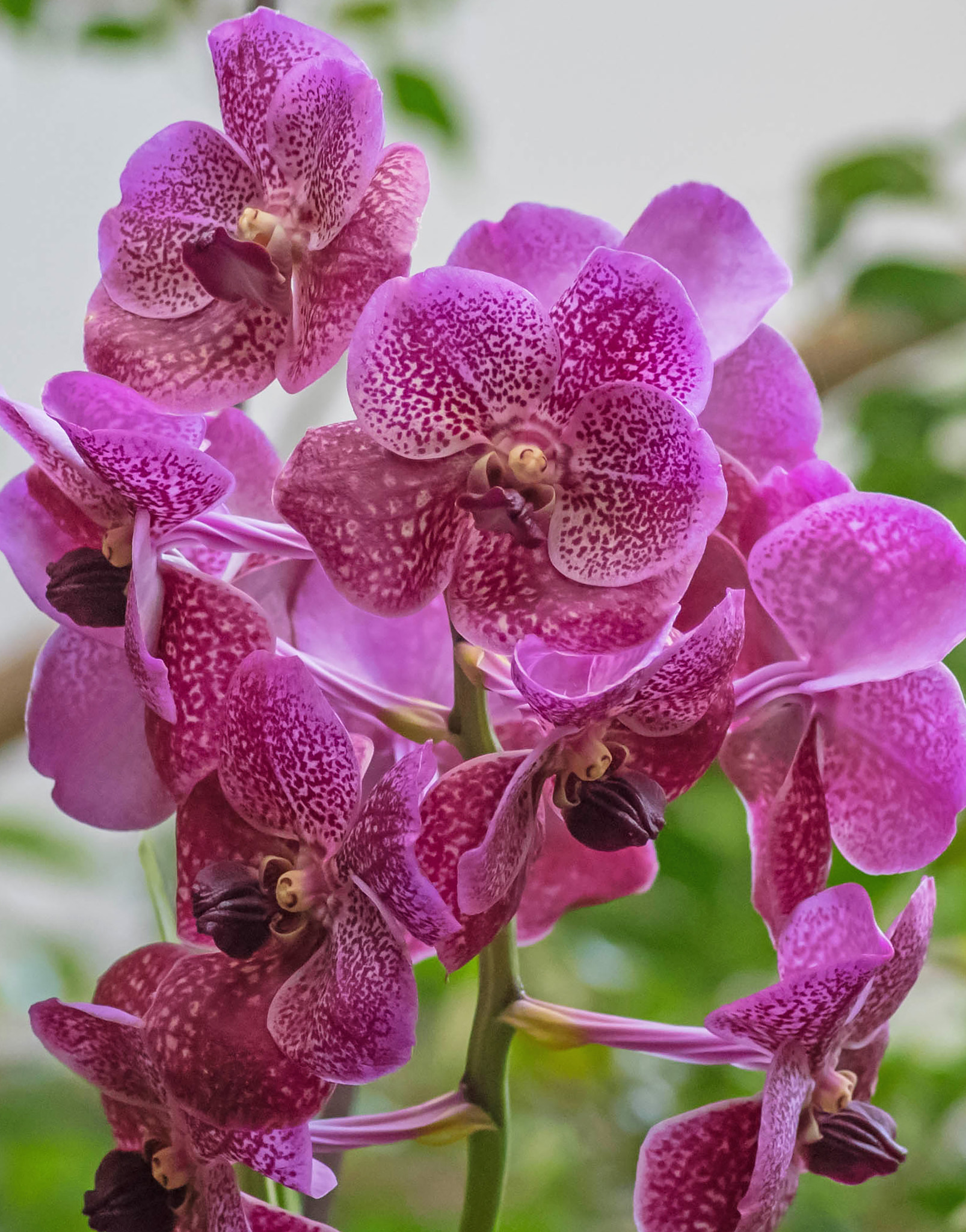 Pentax K-1 sample photo. Orchids photography
