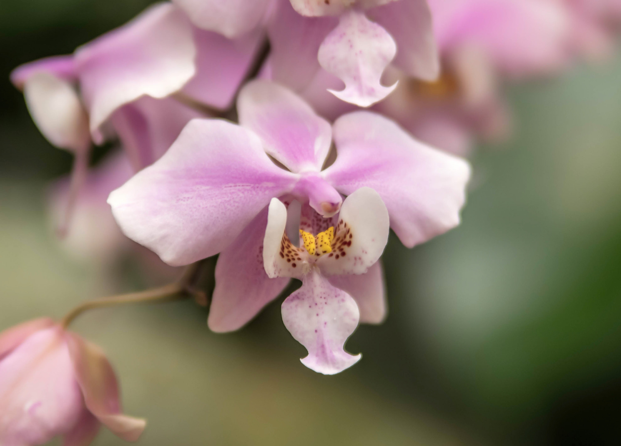 Pentax K-1 sample photo. Orchids photography