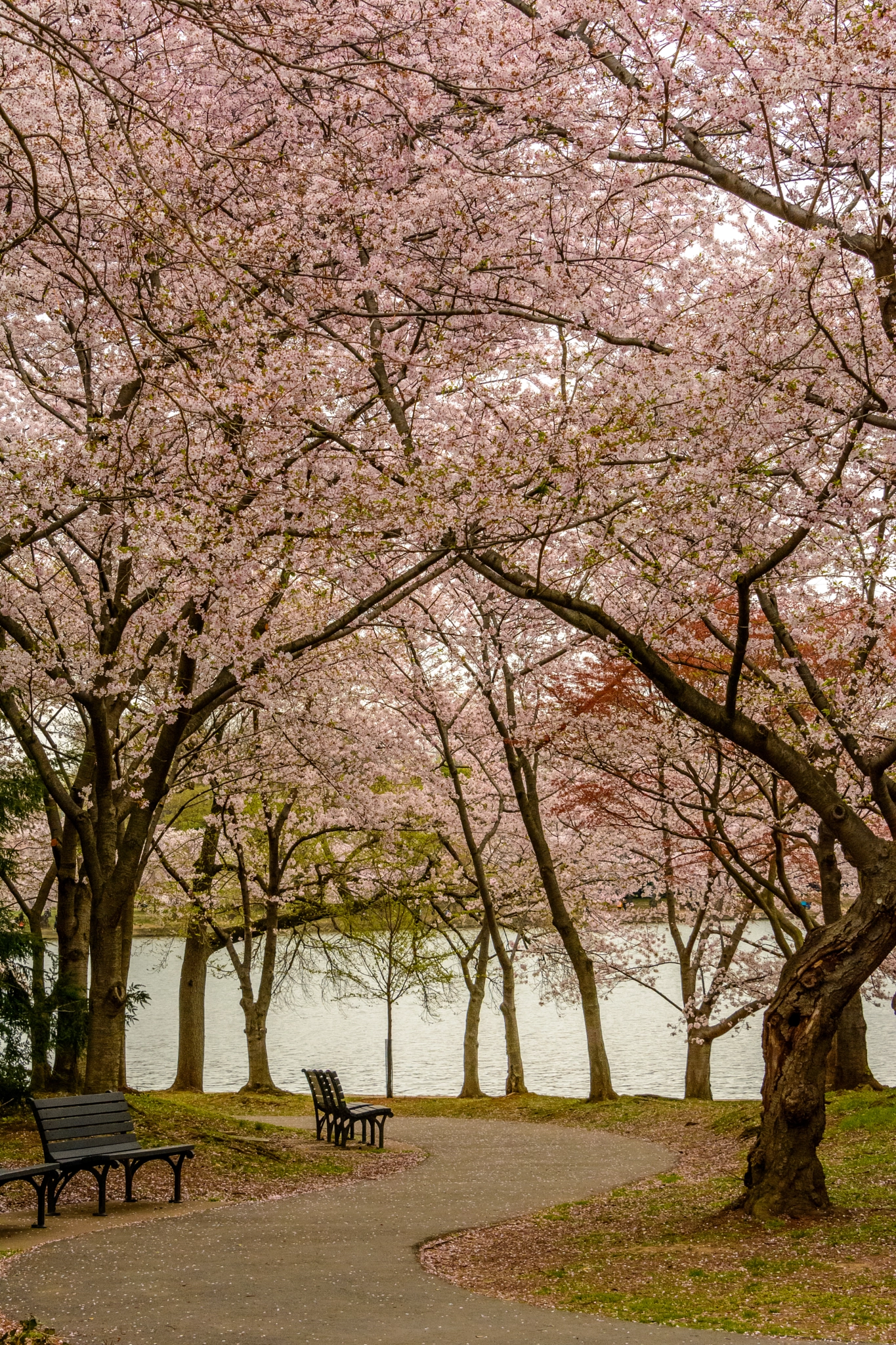 Nikon D7100 sample photo. Path through the cherries photography