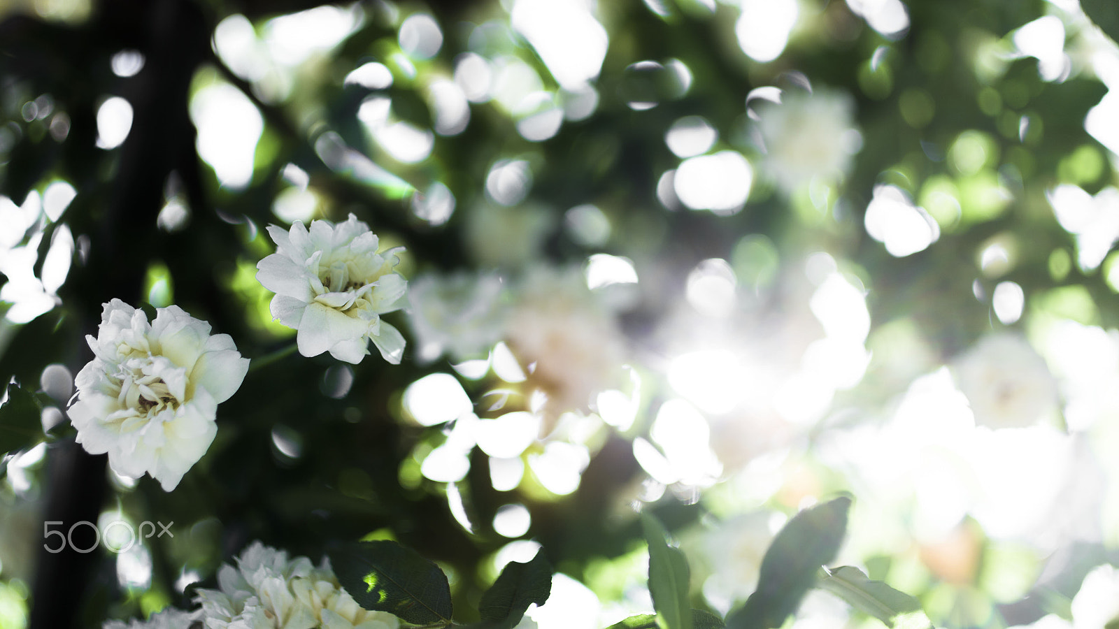 Canon EF 50mm F2.5 Macro sample photo. Mini rose photography