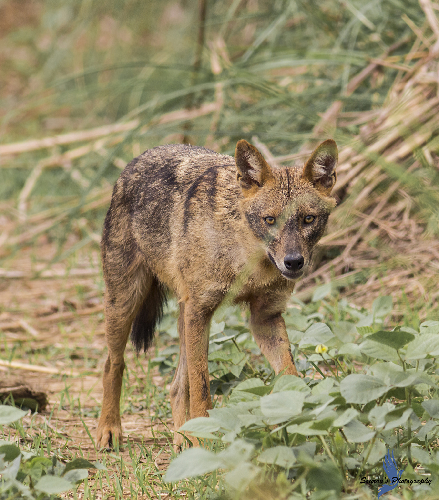 Canon EOS 700D (EOS Rebel T5i / EOS Kiss X7i) + Canon EF 400mm F5.6L USM sample photo. Indian golden jackal photography