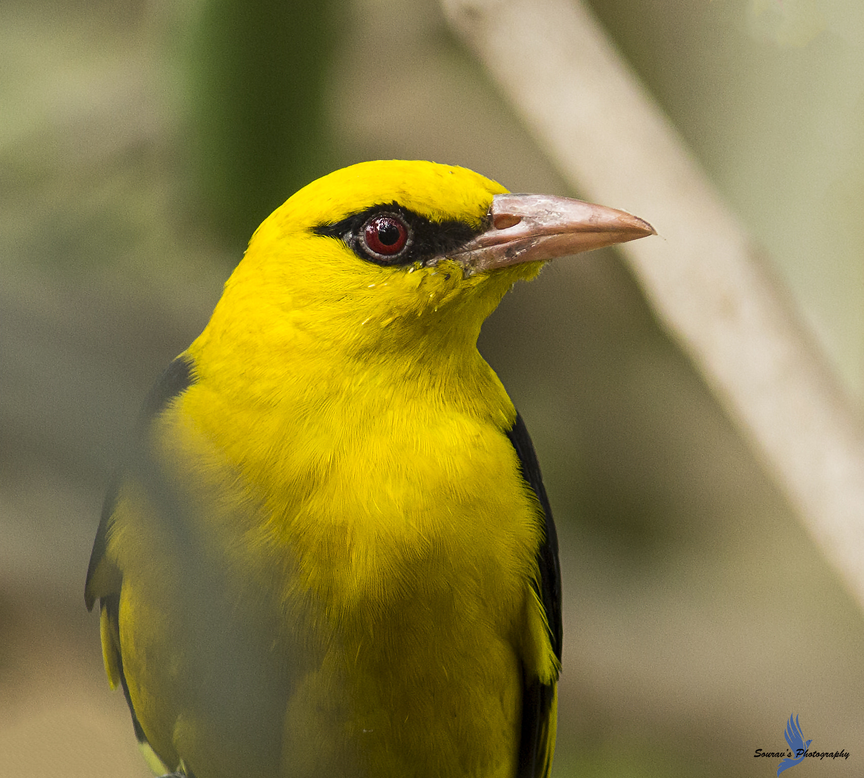 Canon EOS 700D (EOS Rebel T5i / EOS Kiss X7i) + Canon EF 400mm F5.6L USM sample photo. Golden oriole photography