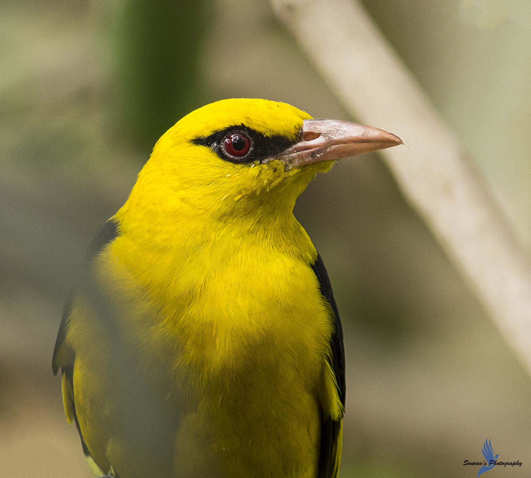 Canon EOS 700D (EOS Rebel T5i / EOS Kiss X7i) sample photo. Golden oriole photography