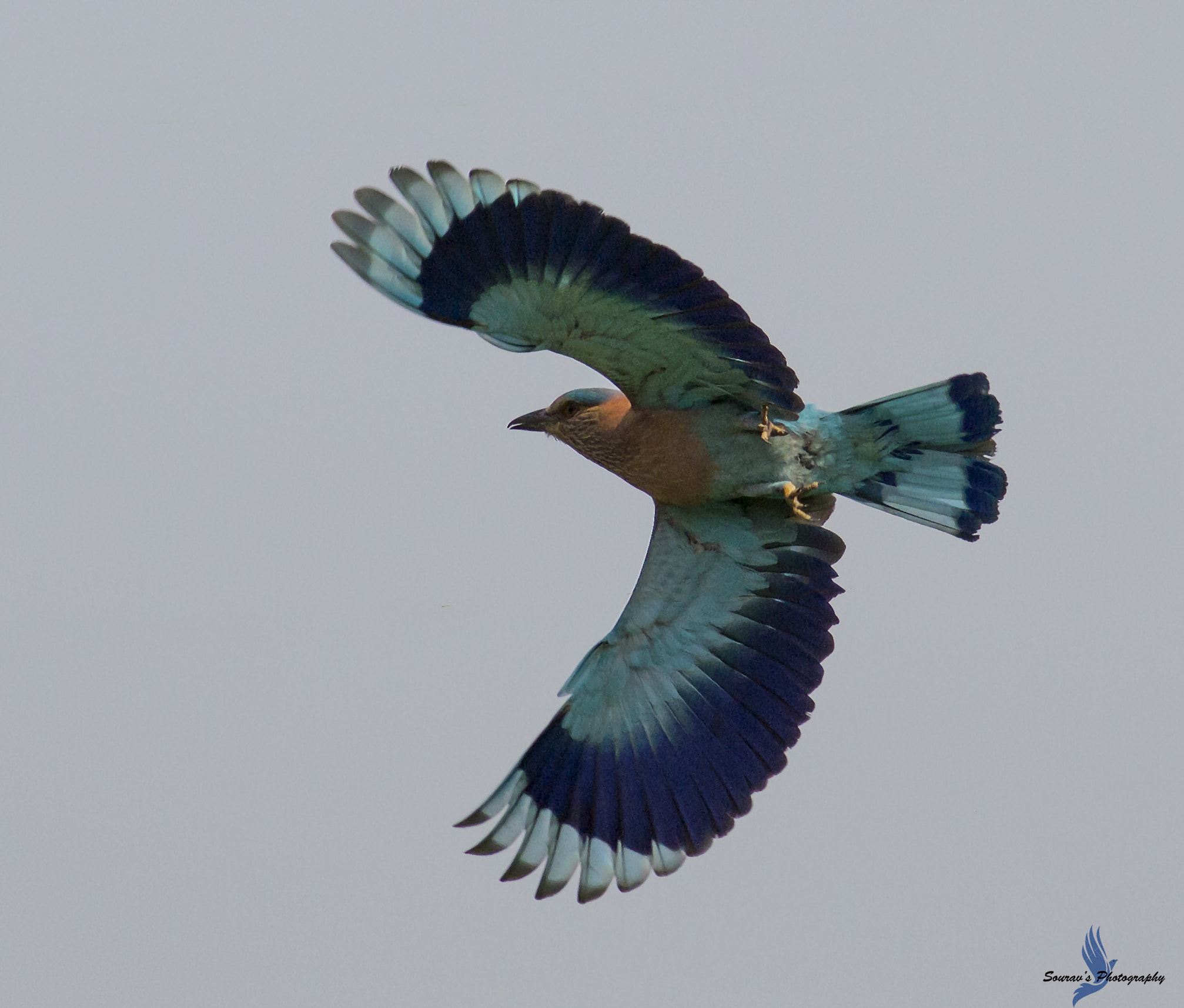 Canon EOS 700D (EOS Rebel T5i / EOS Kiss X7i) + Canon EF 400mm F5.6L USM sample photo. Indian rollar photography