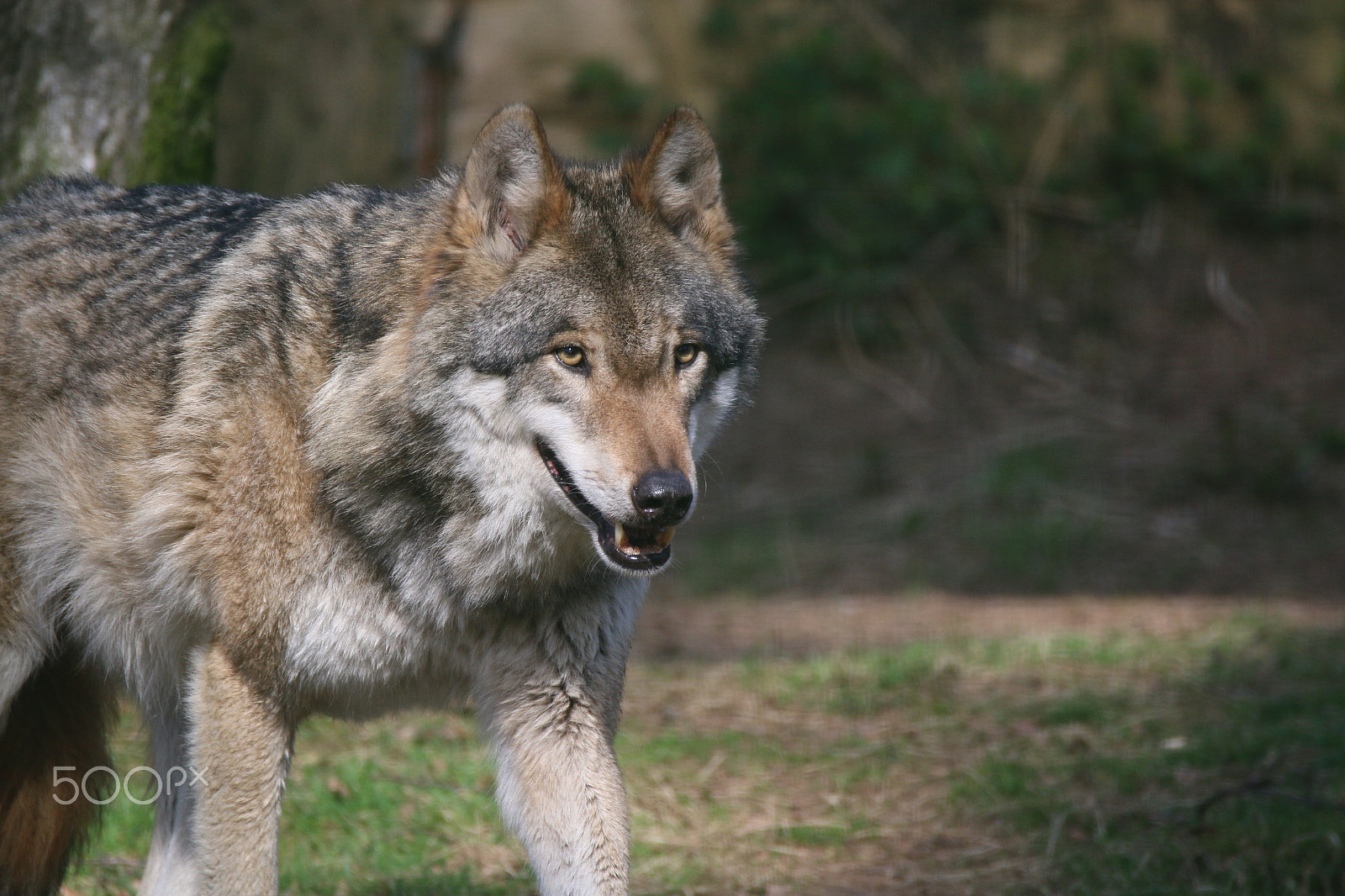 Sigma 150-600mm F5-6.3 DG OS HSM | C sample photo. Walking on sunshine photography