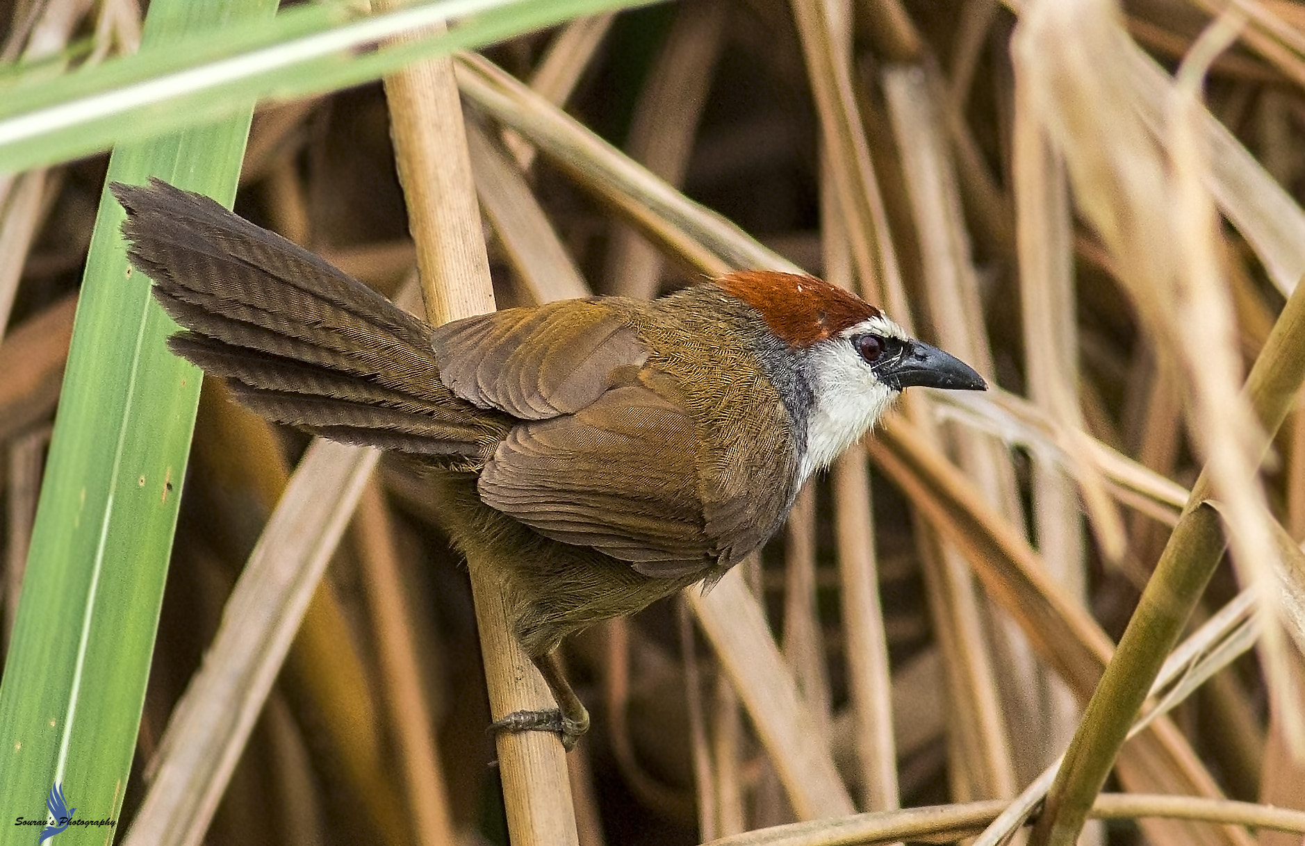 Canon EOS 700D (EOS Rebel T5i / EOS Kiss X7i) + Canon EF 400mm F5.6L USM sample photo. Chestnut capped babbler photography