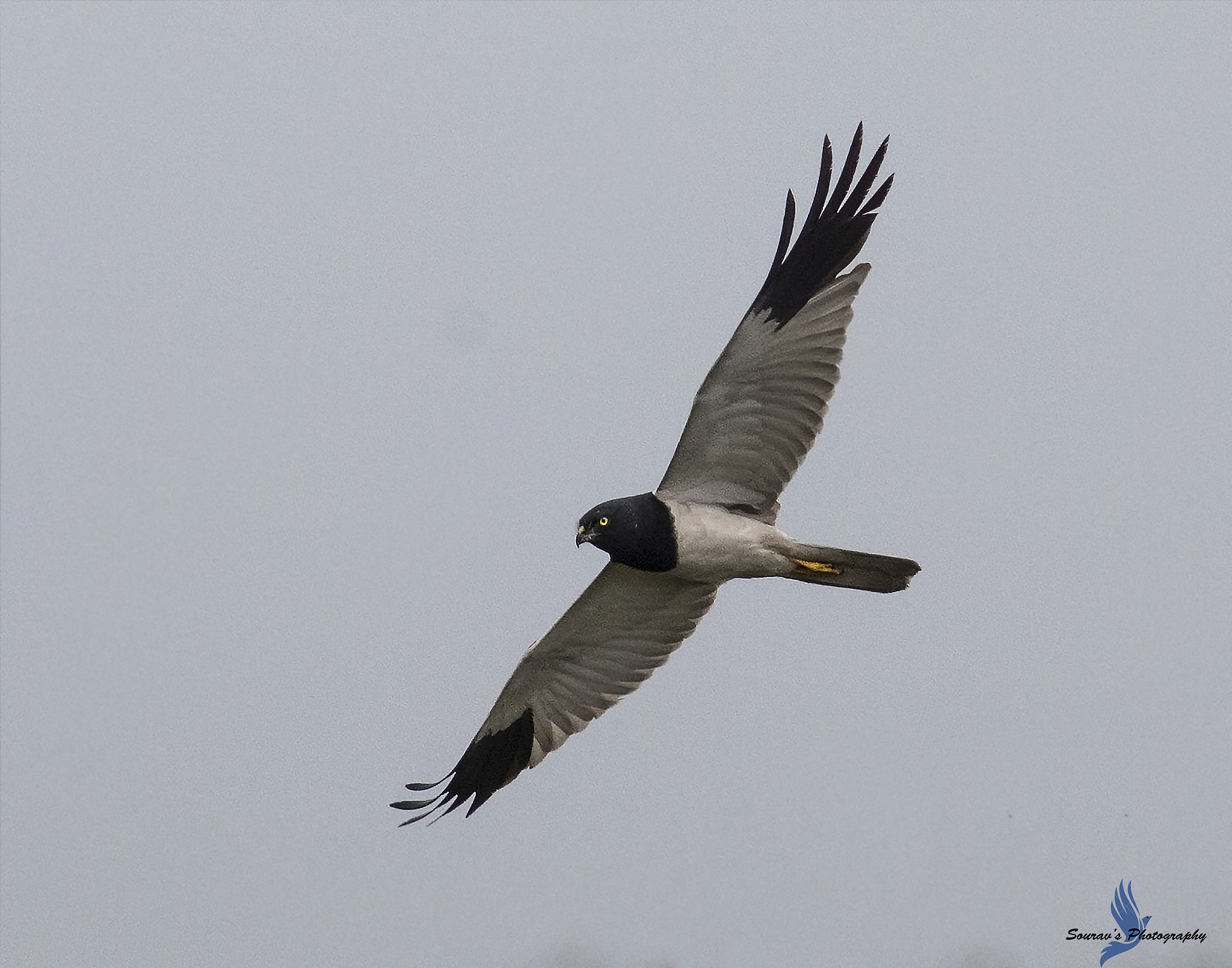 Canon EOS 700D (EOS Rebel T5i / EOS Kiss X7i) sample photo. Pied harrier photography